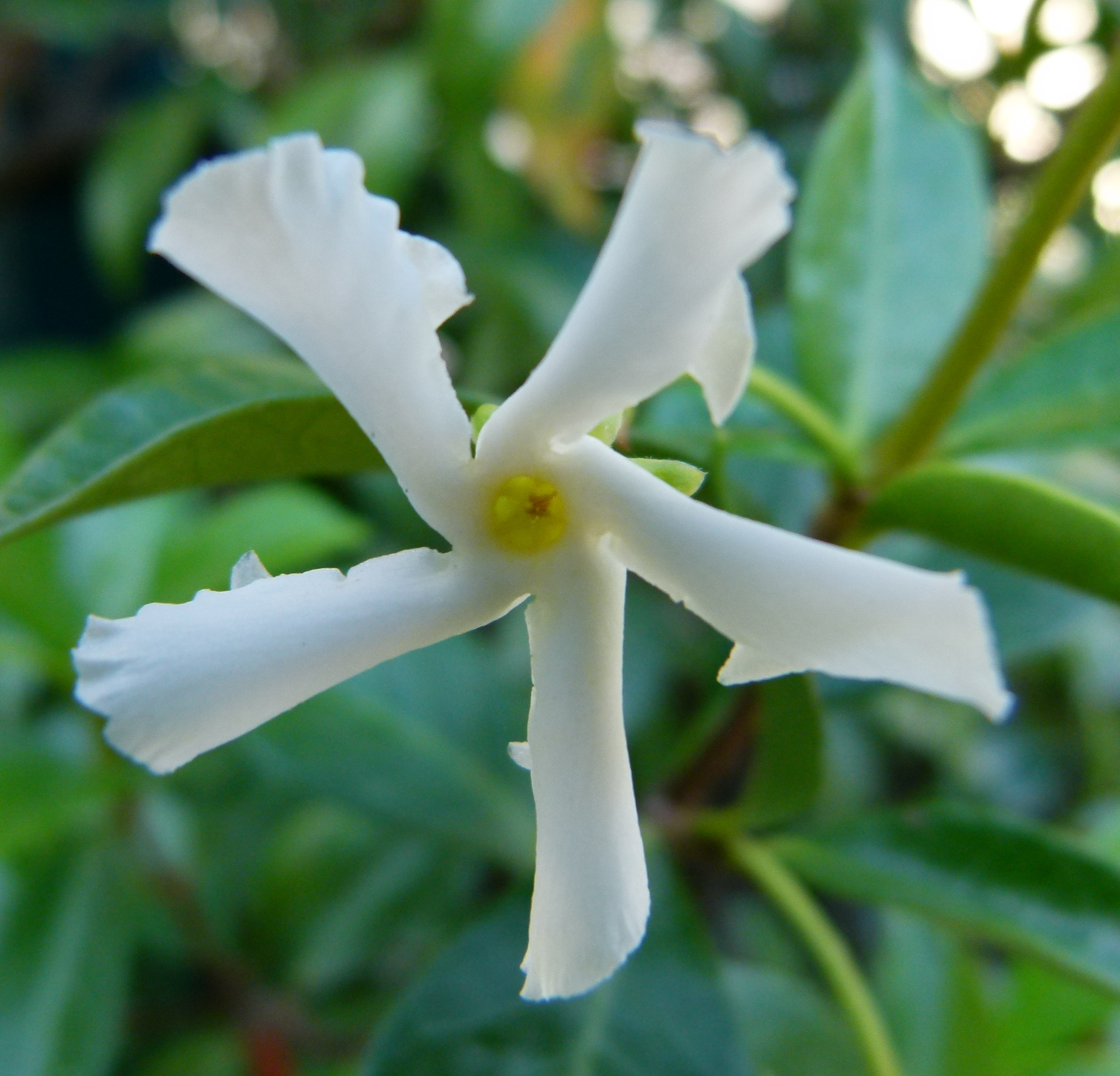File:White flower 3 in 14th.jpg - Wikimedia Commons