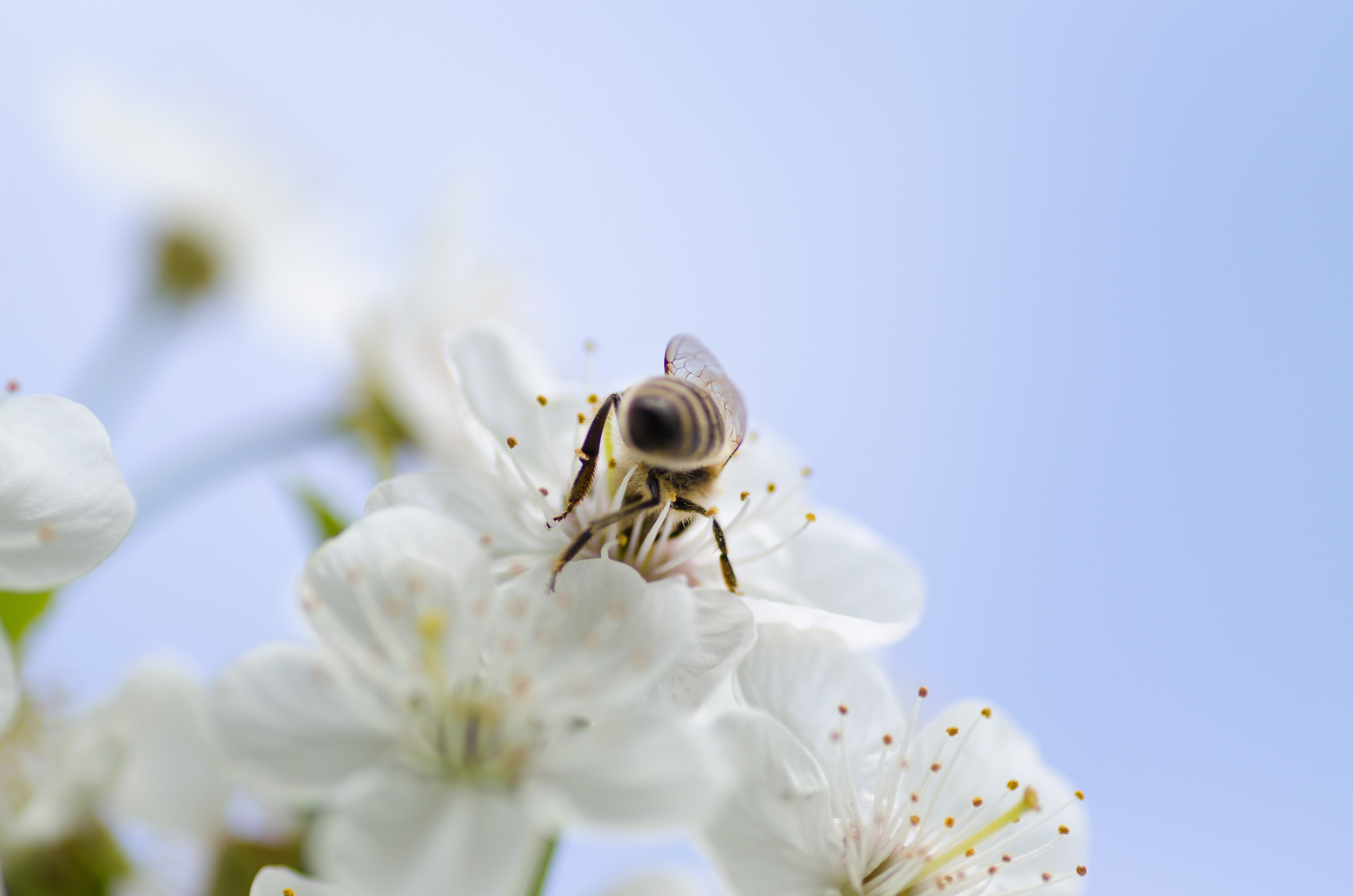 Bee White Flower Blue Free Stock Photo - NegativeSpace