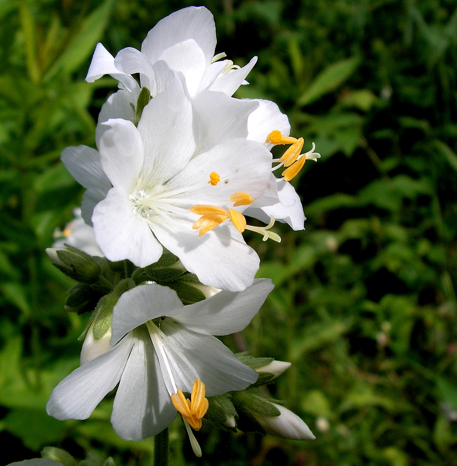 Pretty White Flower by JocelyneR on DeviantArt