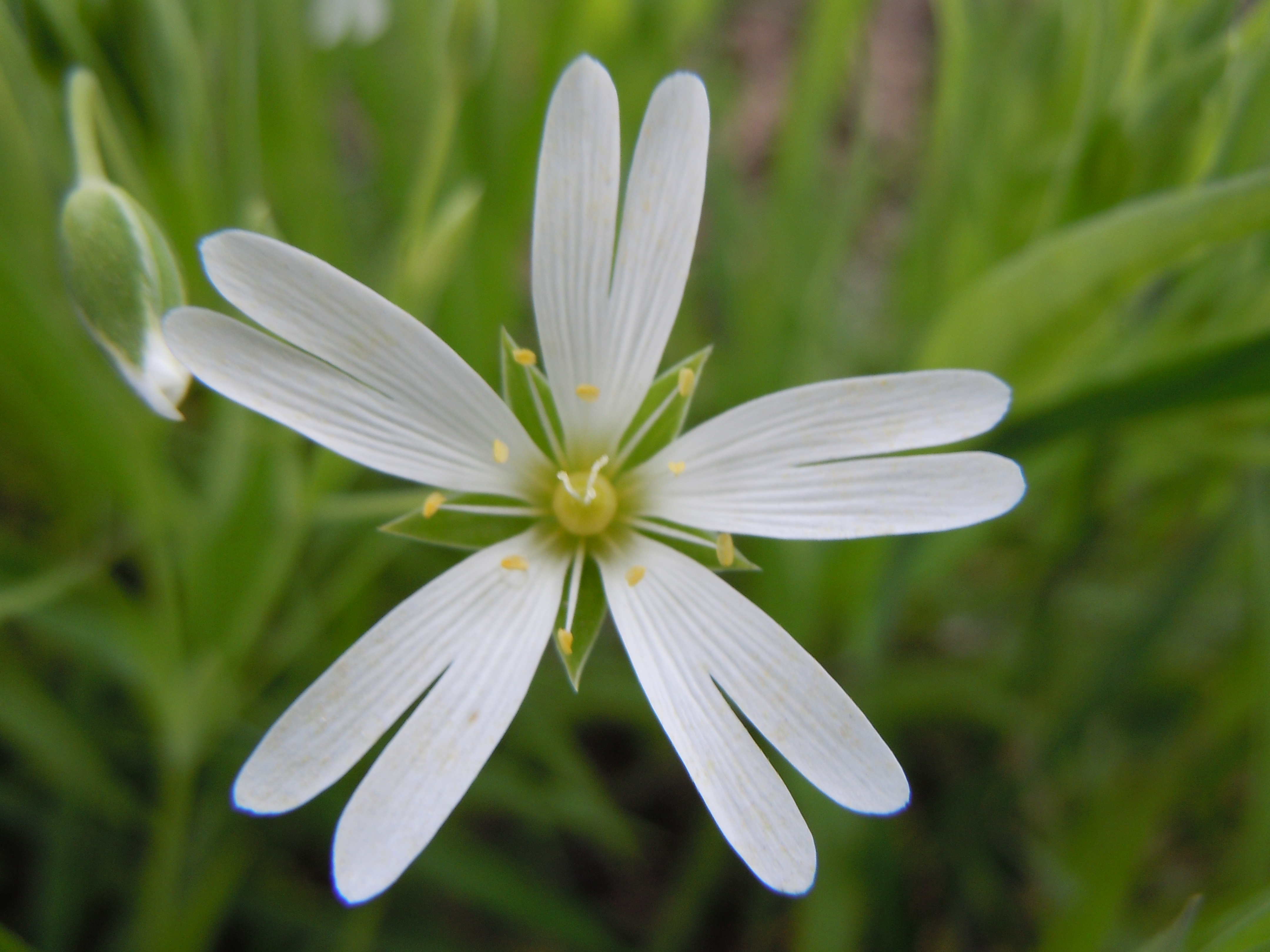 File:Romanian Flora - White flower 00.JPG - Wikimedia Commons