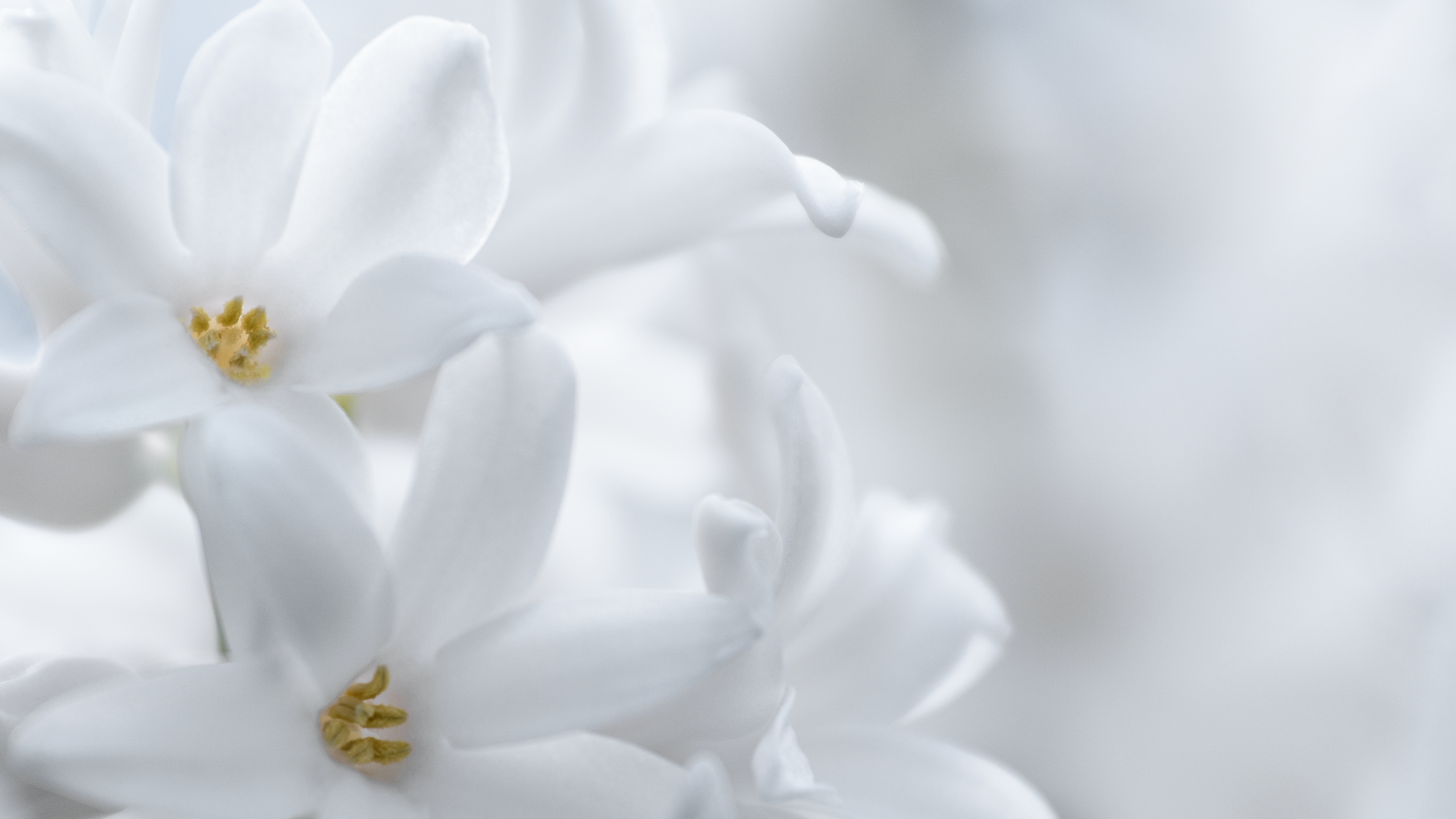 Free photo: White flower - Bloom, Floral, Flower - Free Download - Jooinn