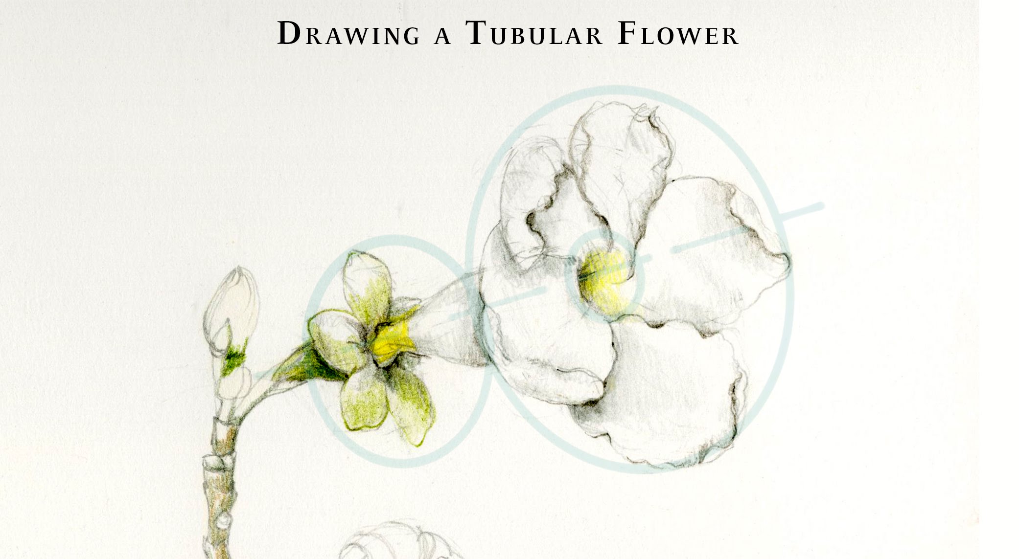 Drawing a Tubular White Flower - YouTube