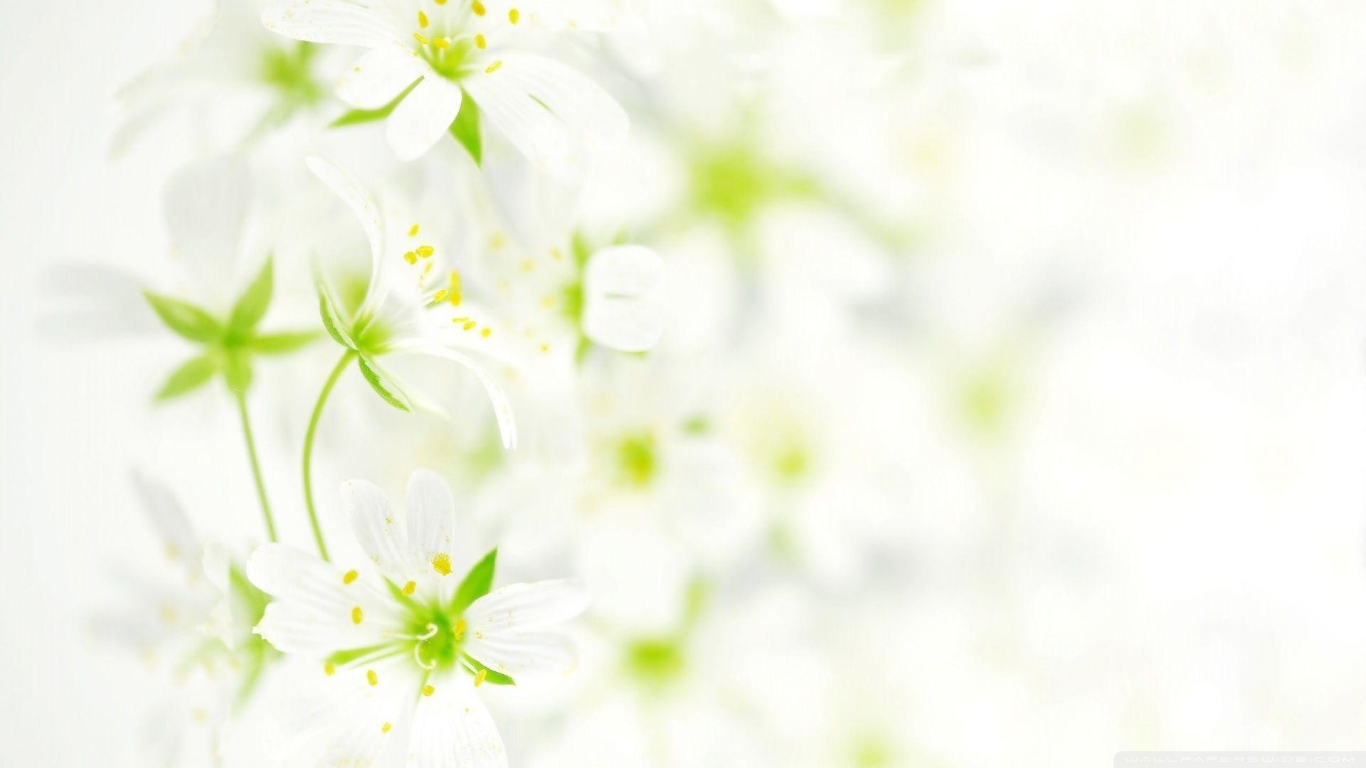 White Flower Wallpaper ·①