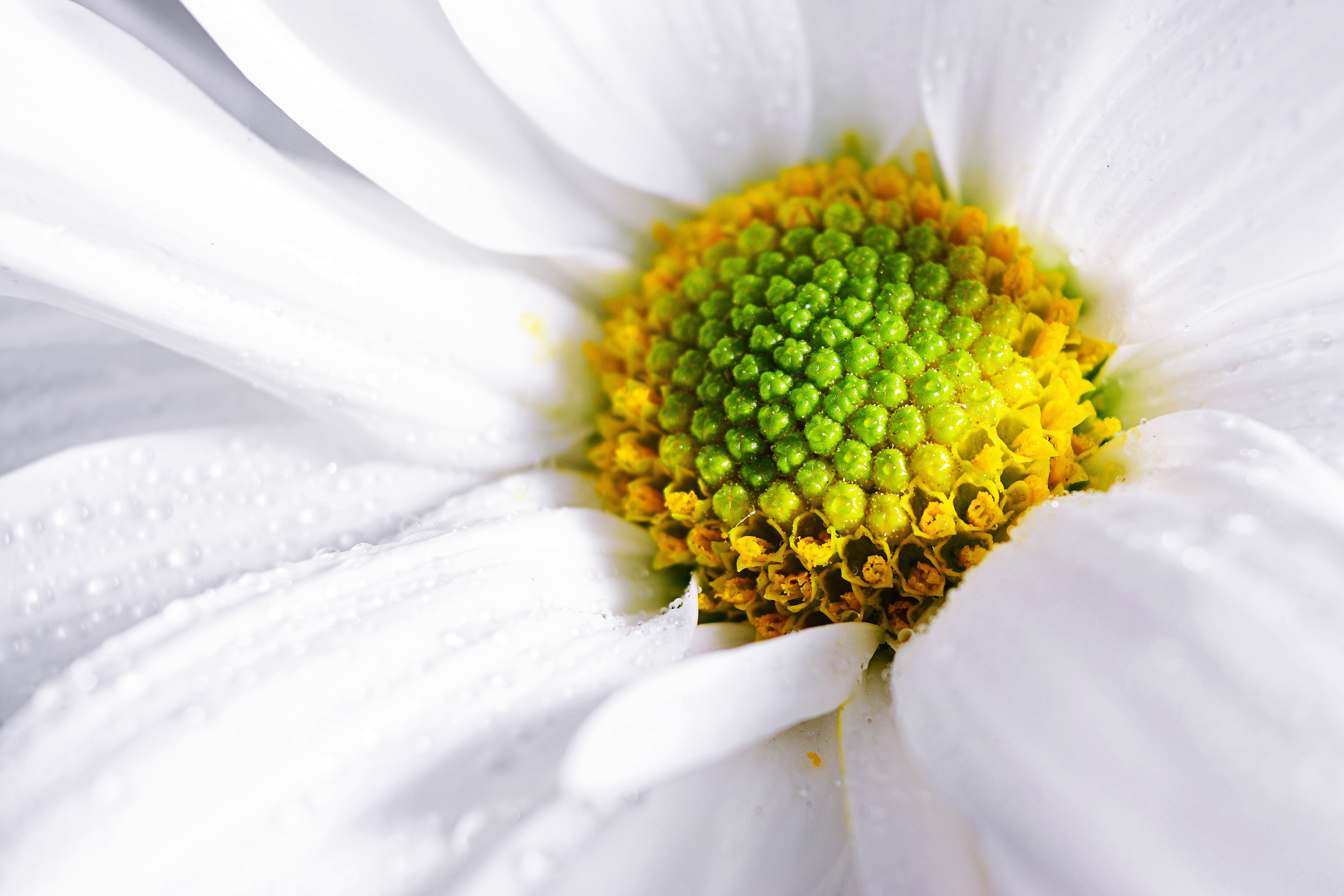 White Flower Macro Free Photo - ISO Republic