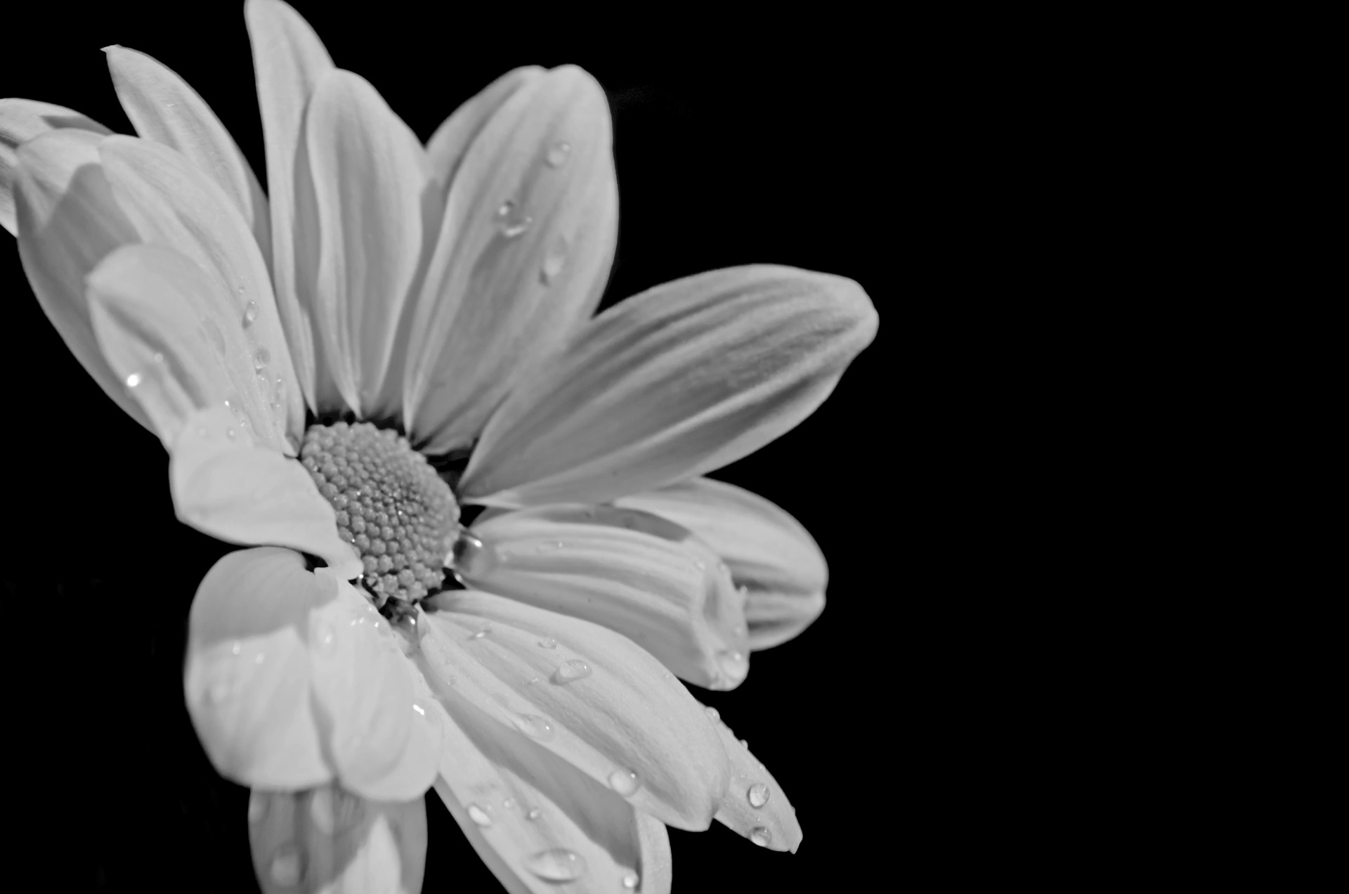White Flower On Black Background Free Stock Photo - Public Domain ...