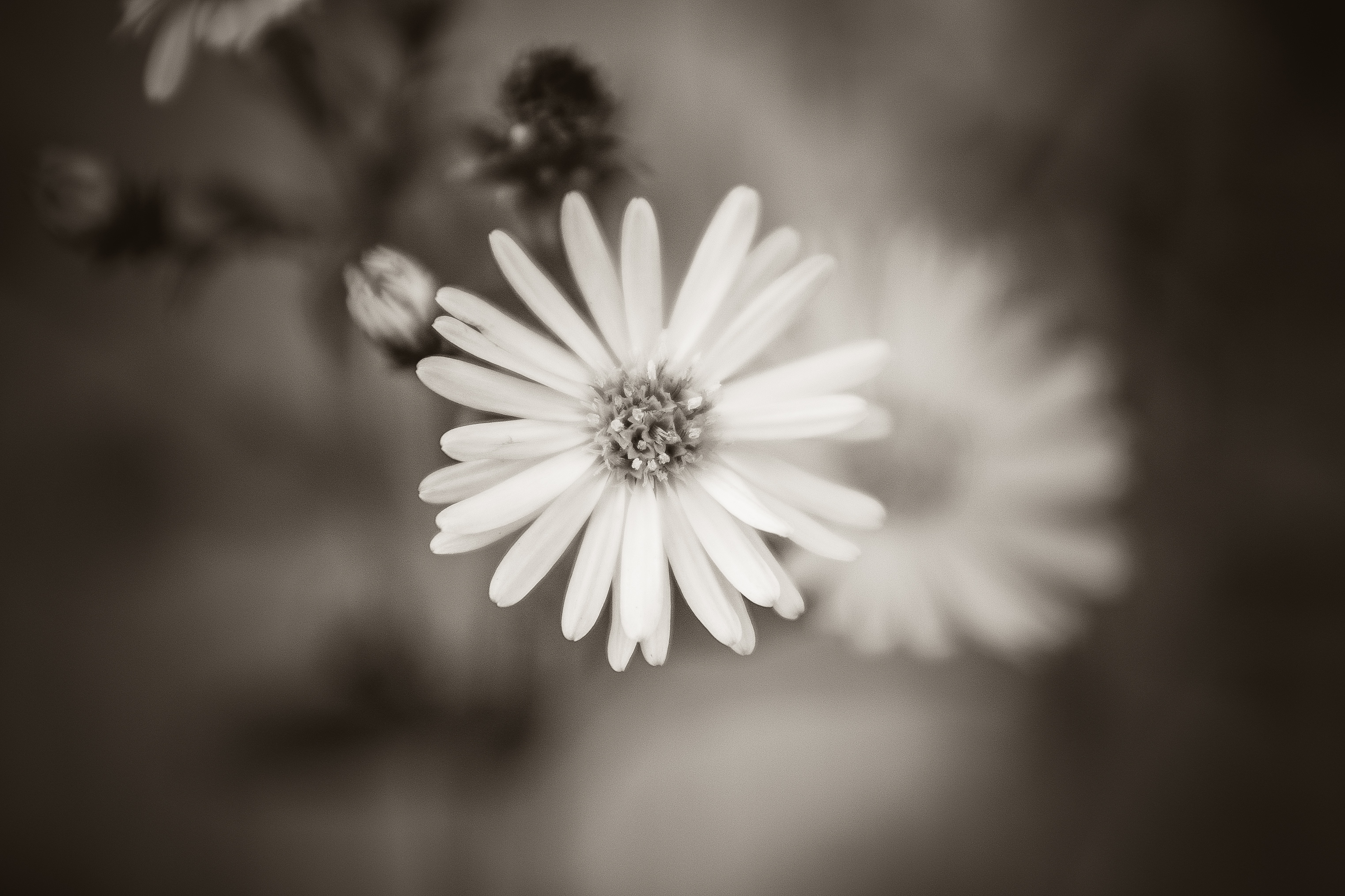 Black White Flower Free Stock Photo - NegativeSpace