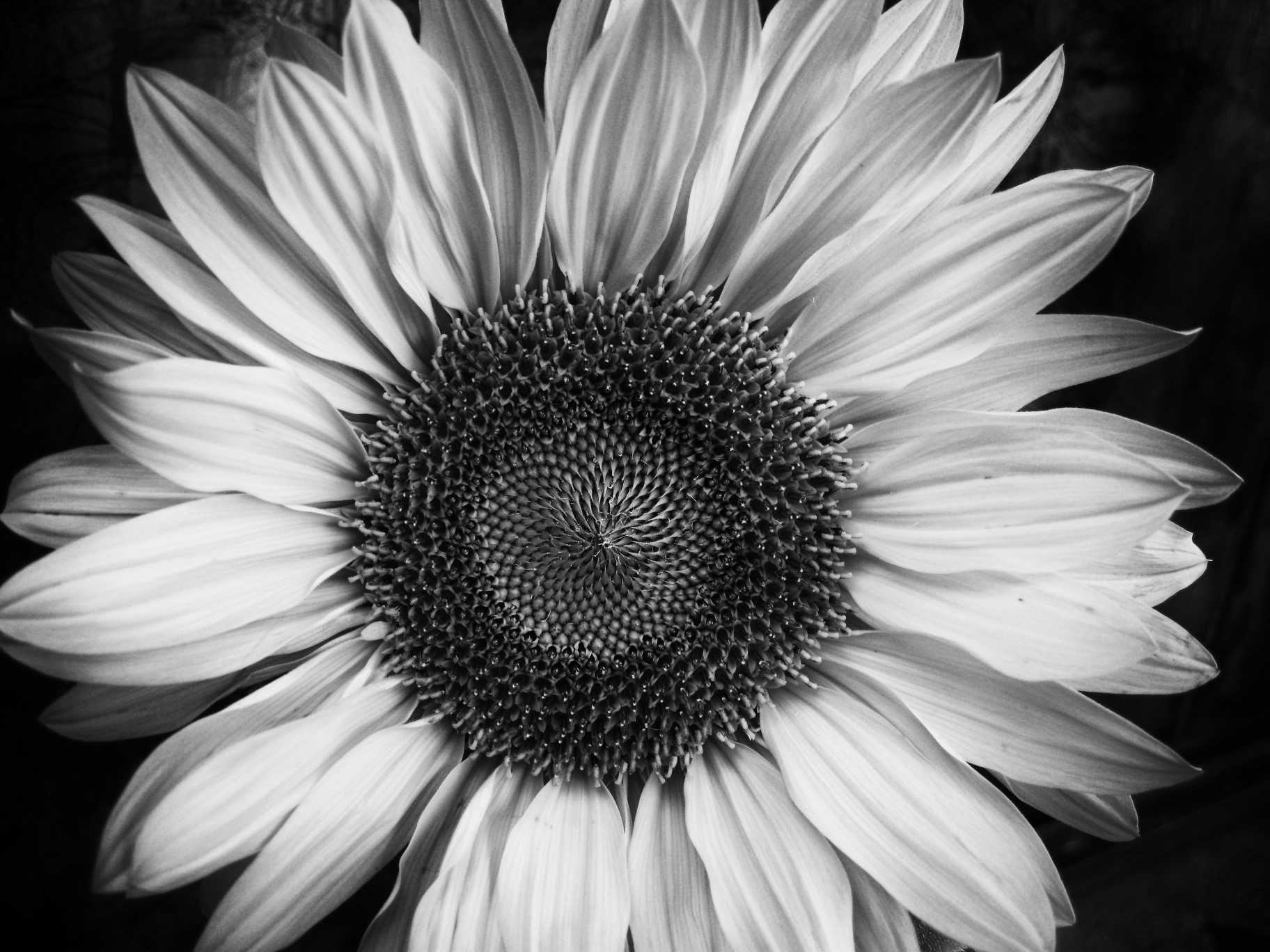 black-and-white-flower- - Clip Art Library