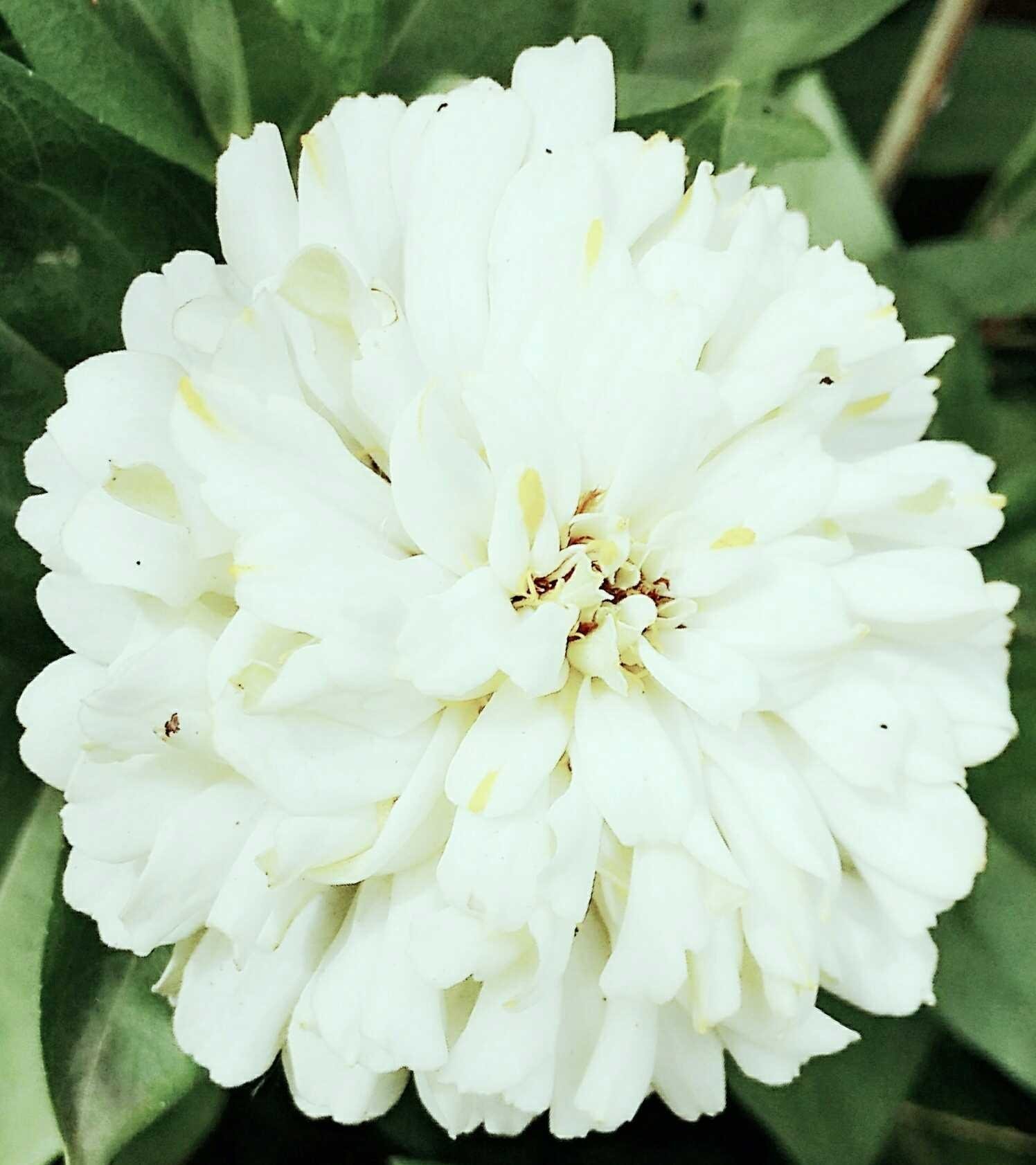 White flowers memory with smartphone photographer — Steemit