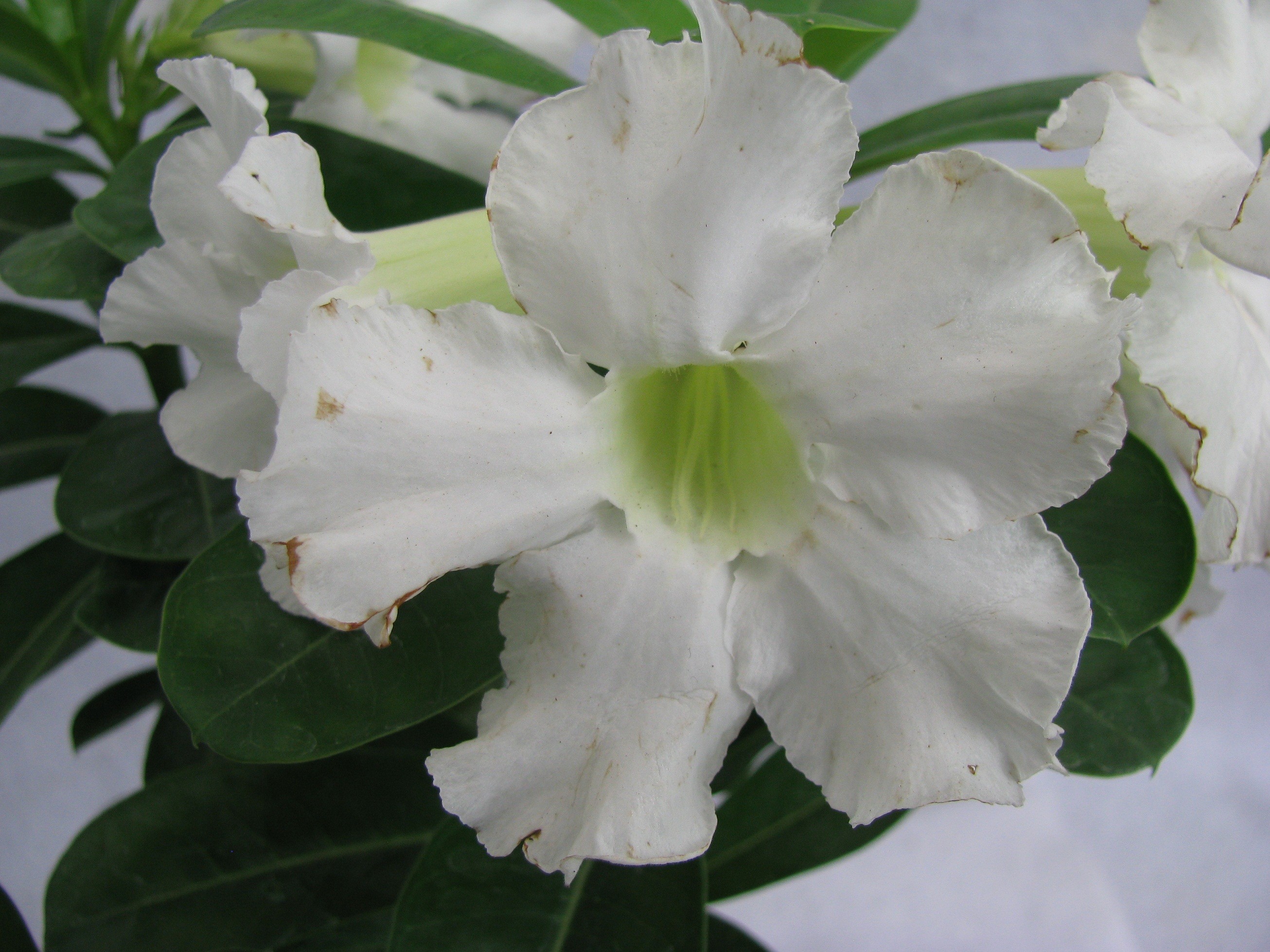 Adeniums Plant White (Standard Size) Buy Online in India ...