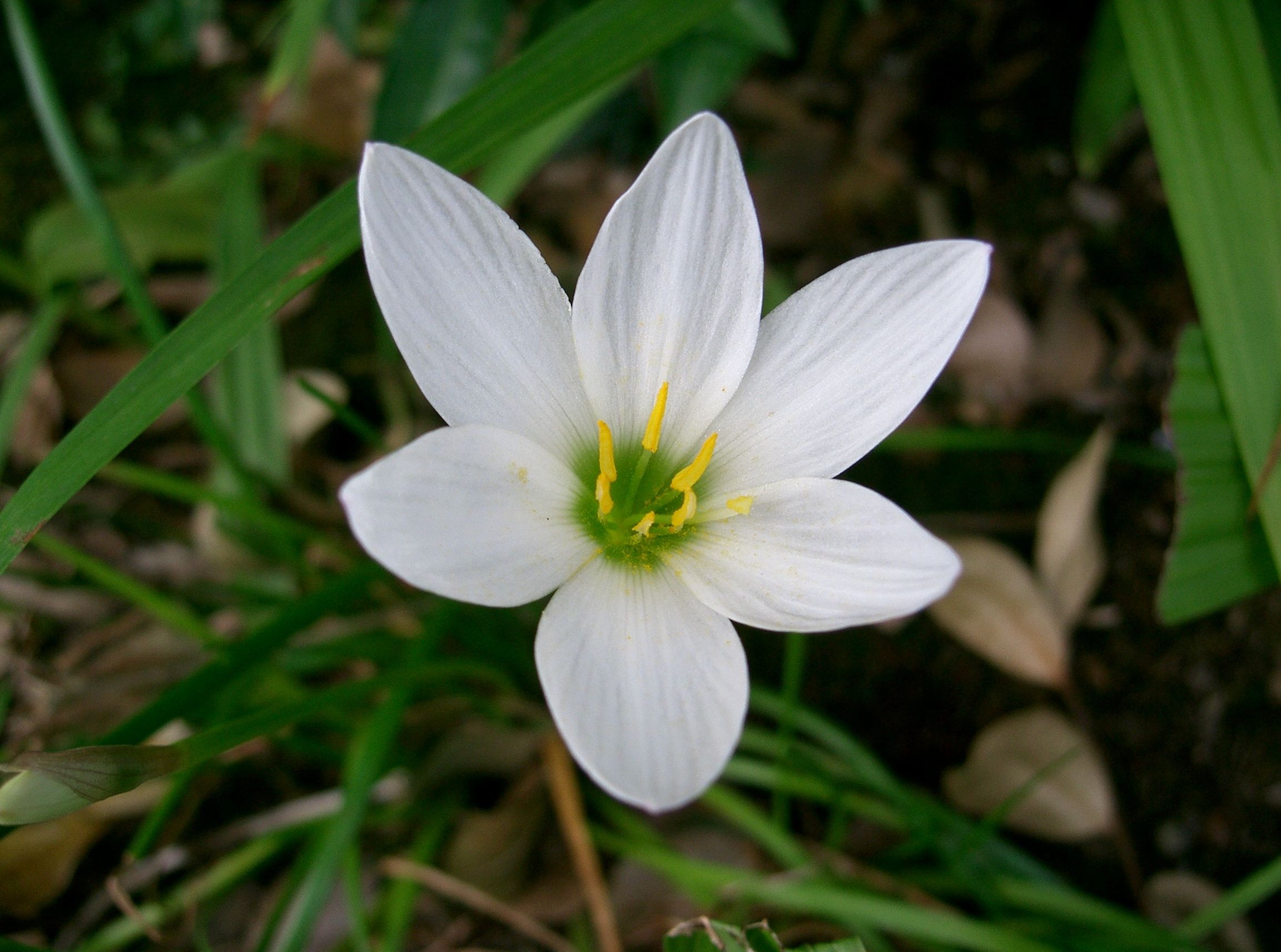 6-petal-white-flower-flower