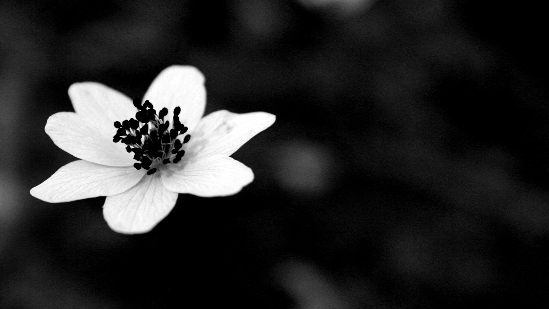 Black And White Flower Wallpaper - ModaFinilsale