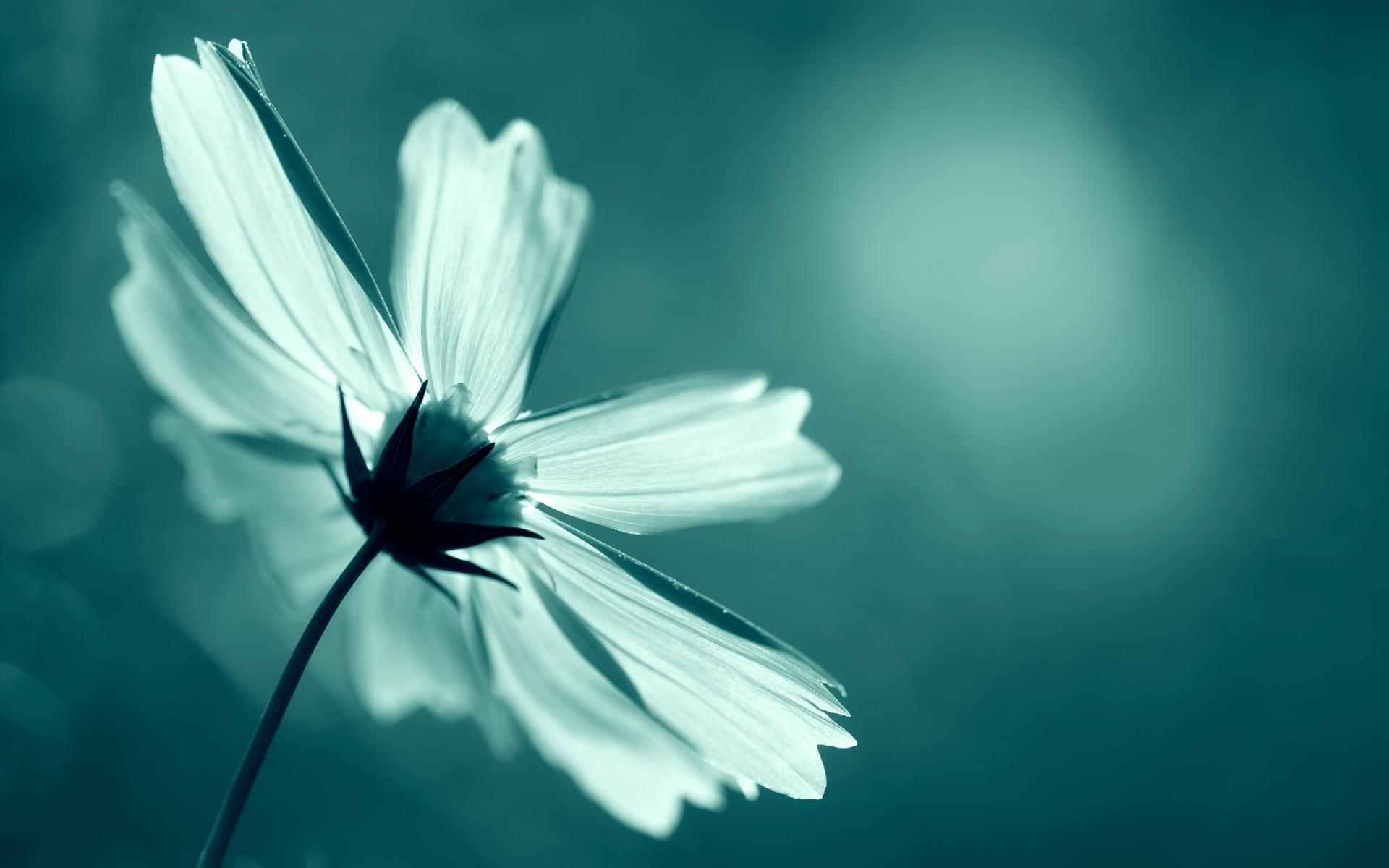 White Flowers Blur Wallpapers | HD Desktop Background