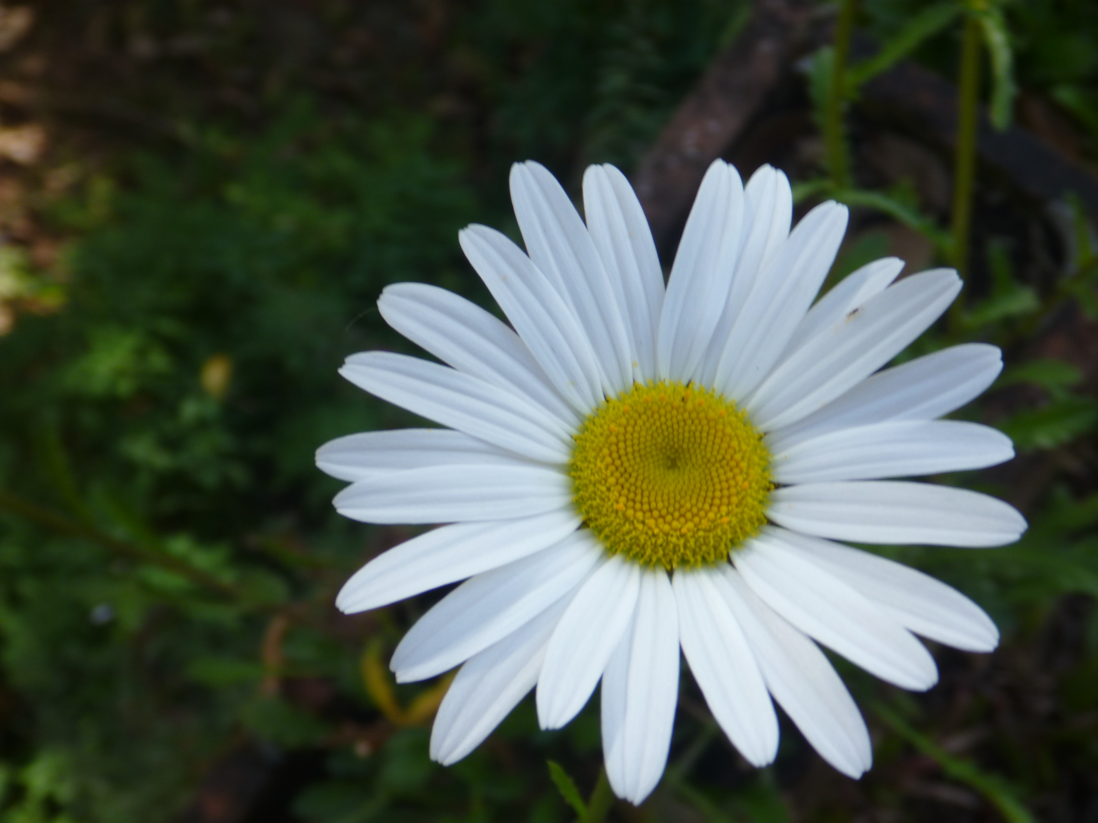 Beautiful White Flower : Public Domain Pictures
