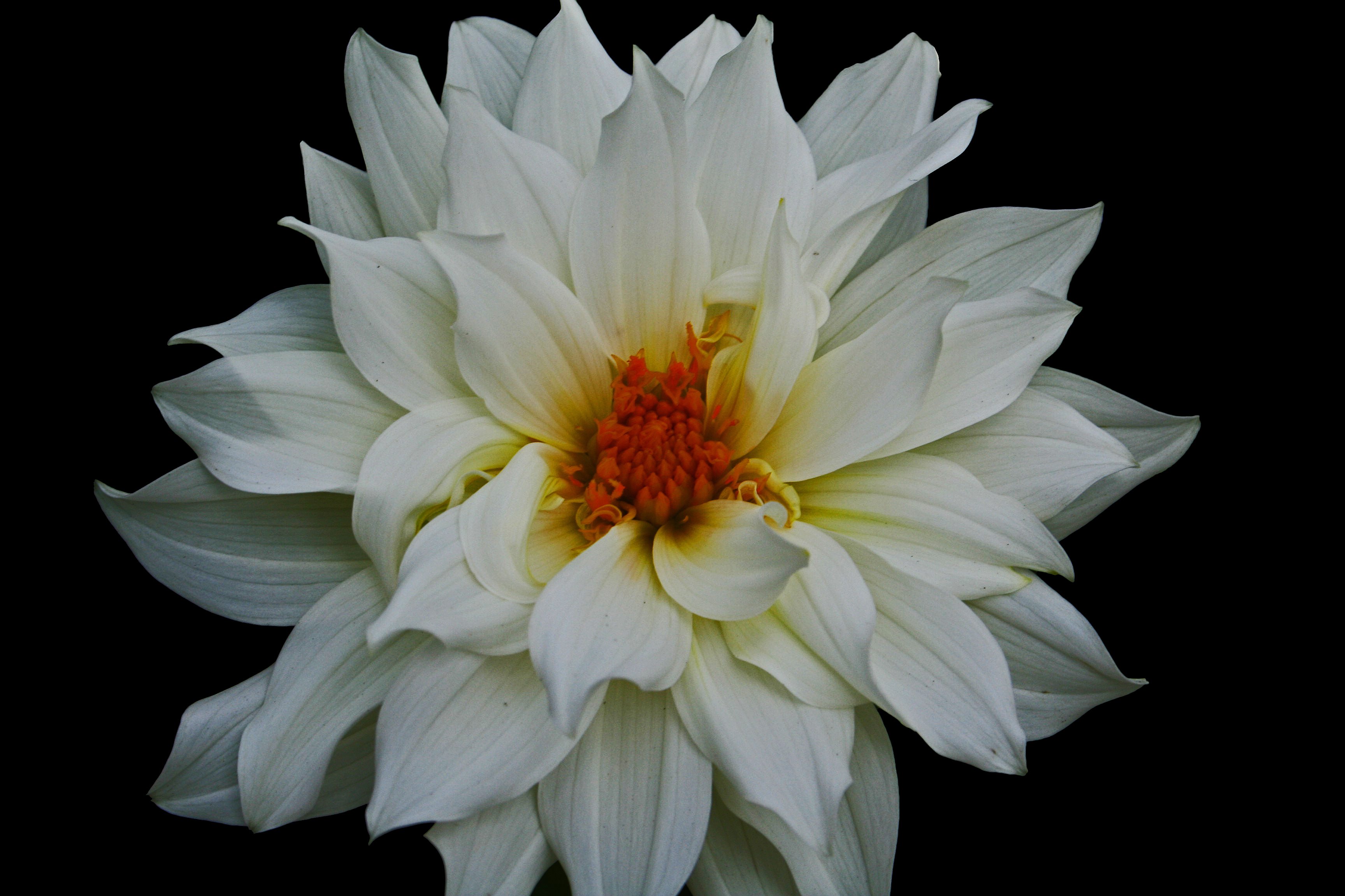 Beautiful White Flower | Flowers| Free Nature Pictures by ...