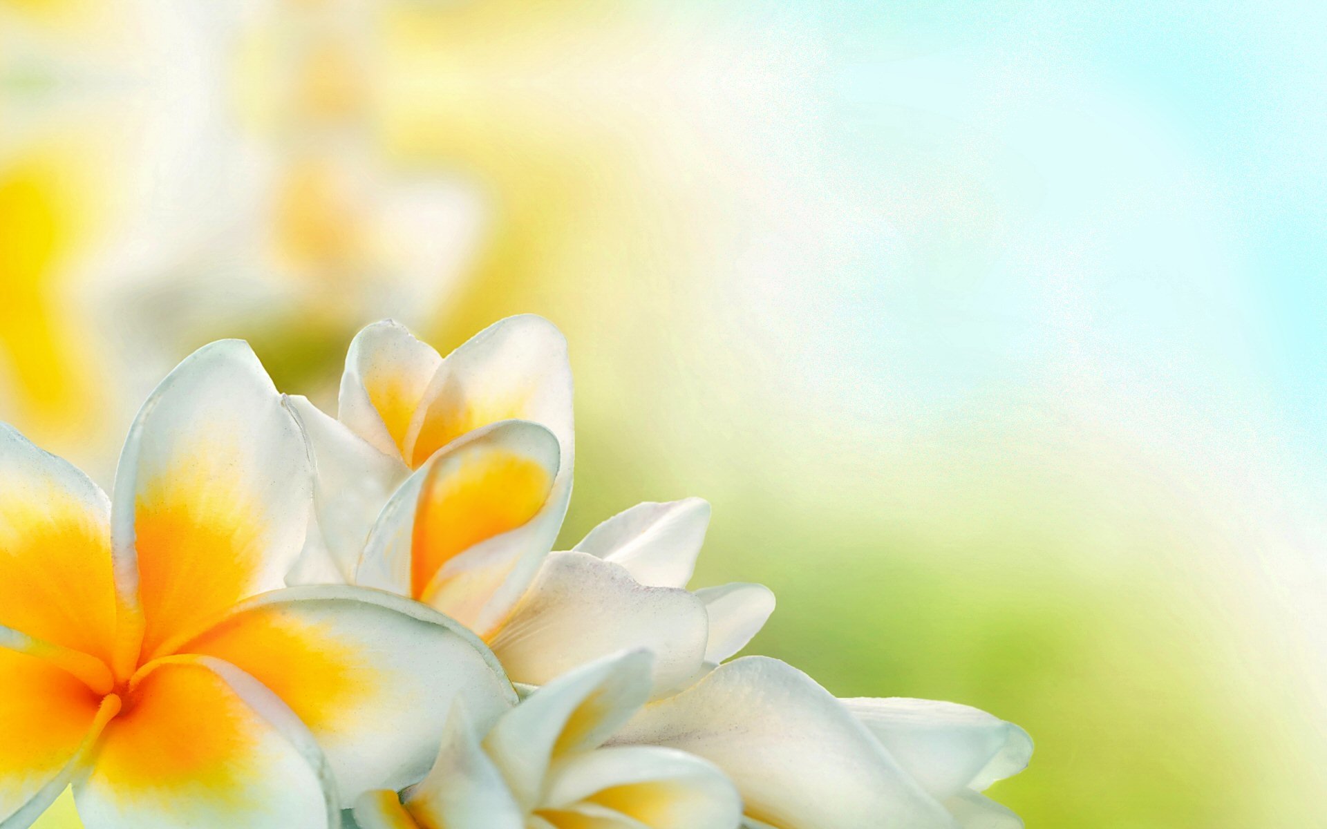 1178 White Flower HD Wallpapers | Background Images - Wallpaper Abyss