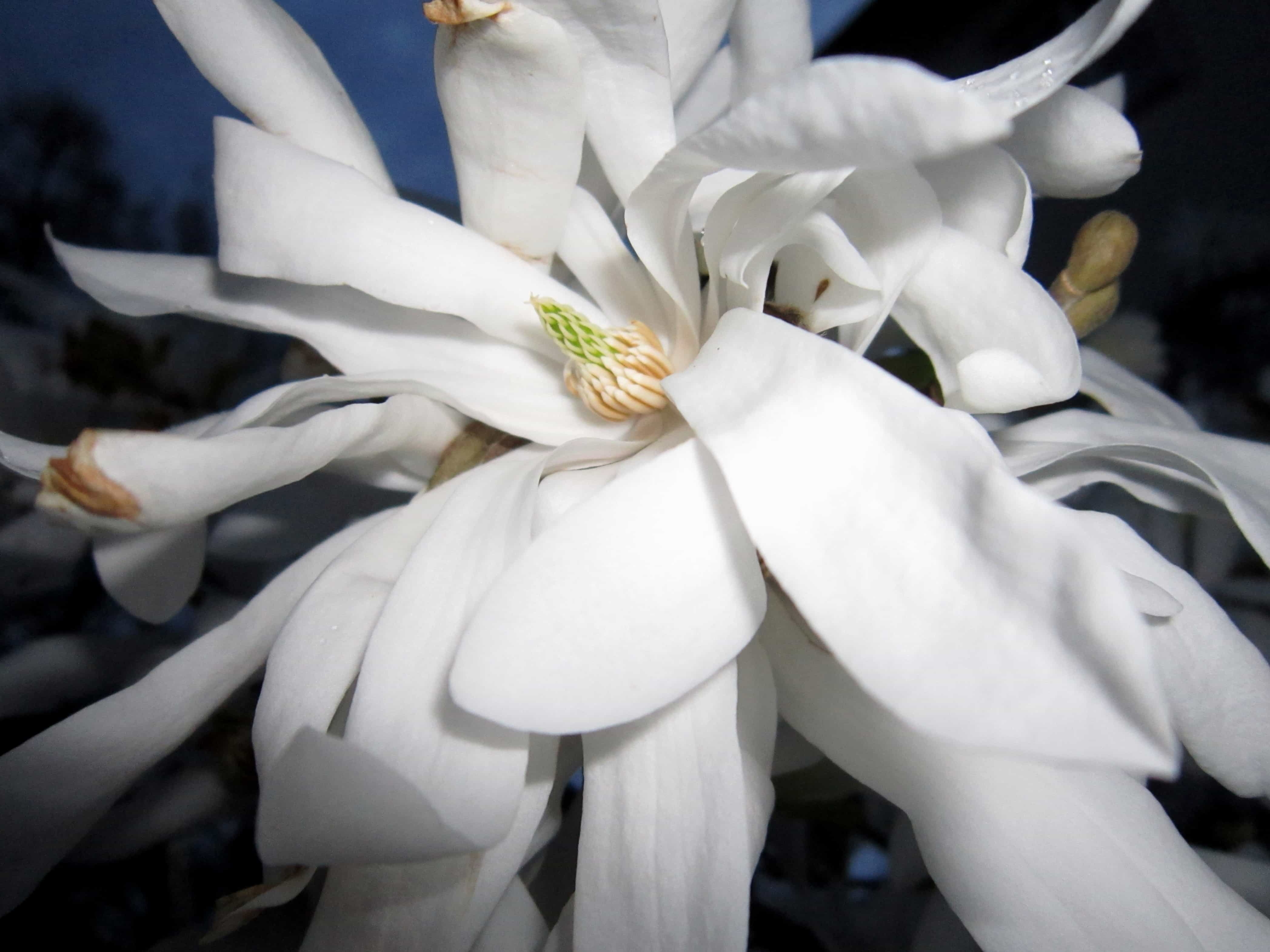 Free picture: white flower, beautiful, plant, pollen, petal