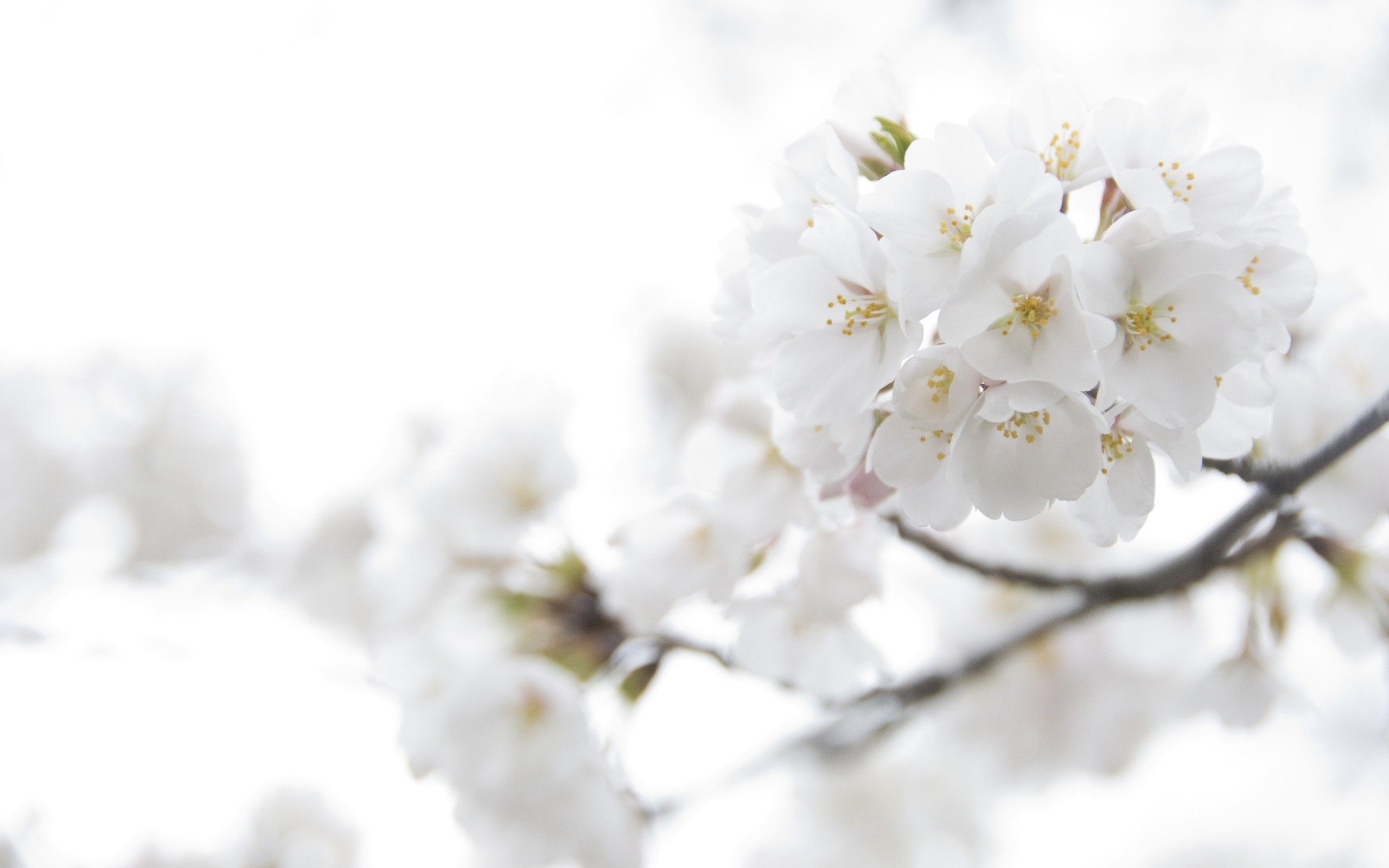 Free photo: White flower background - Abstract, Bloom, Blossom - Free Download - Jooinn