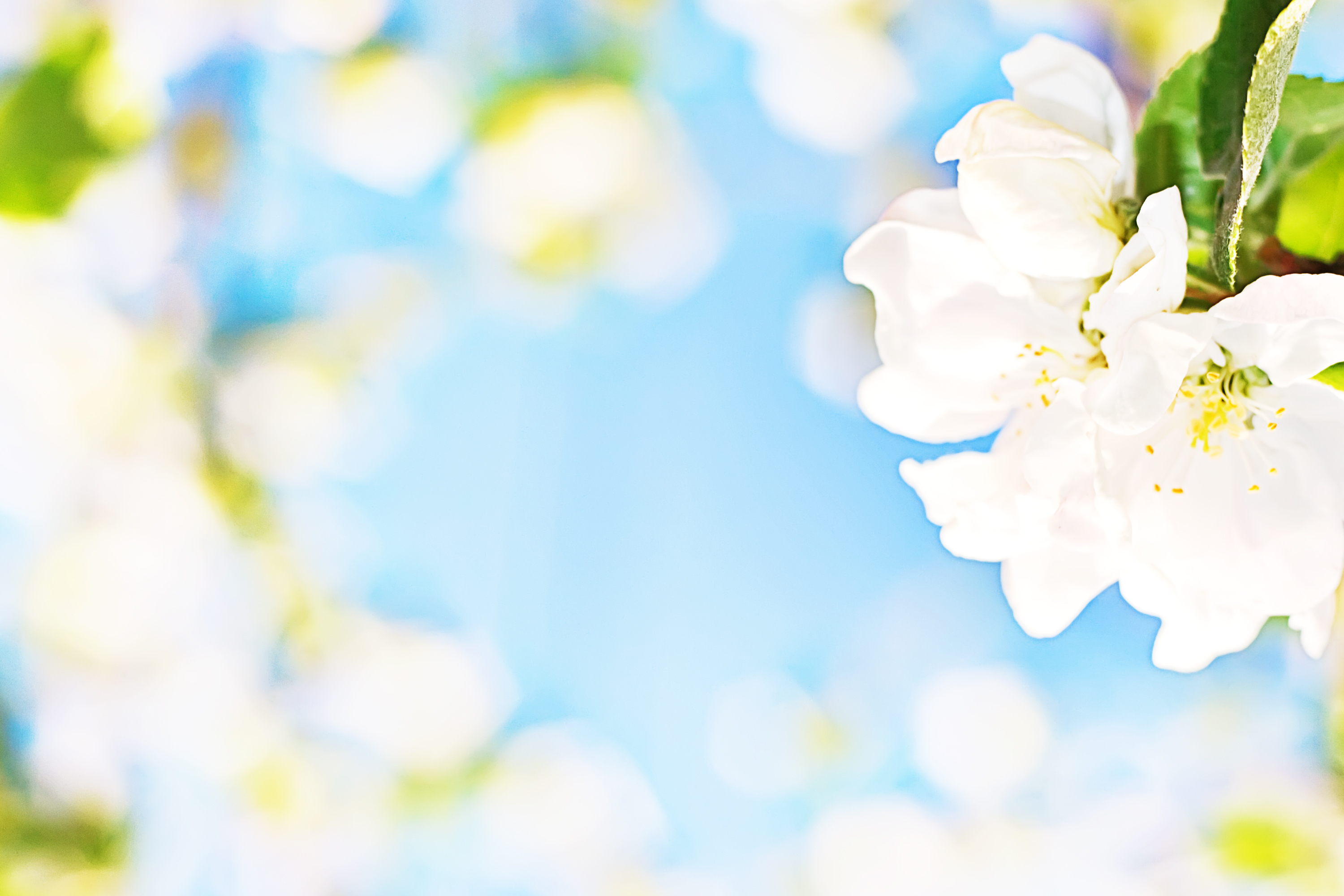 White flower background, Abstract, Bloom, Blossom, Blue, HQ Photo