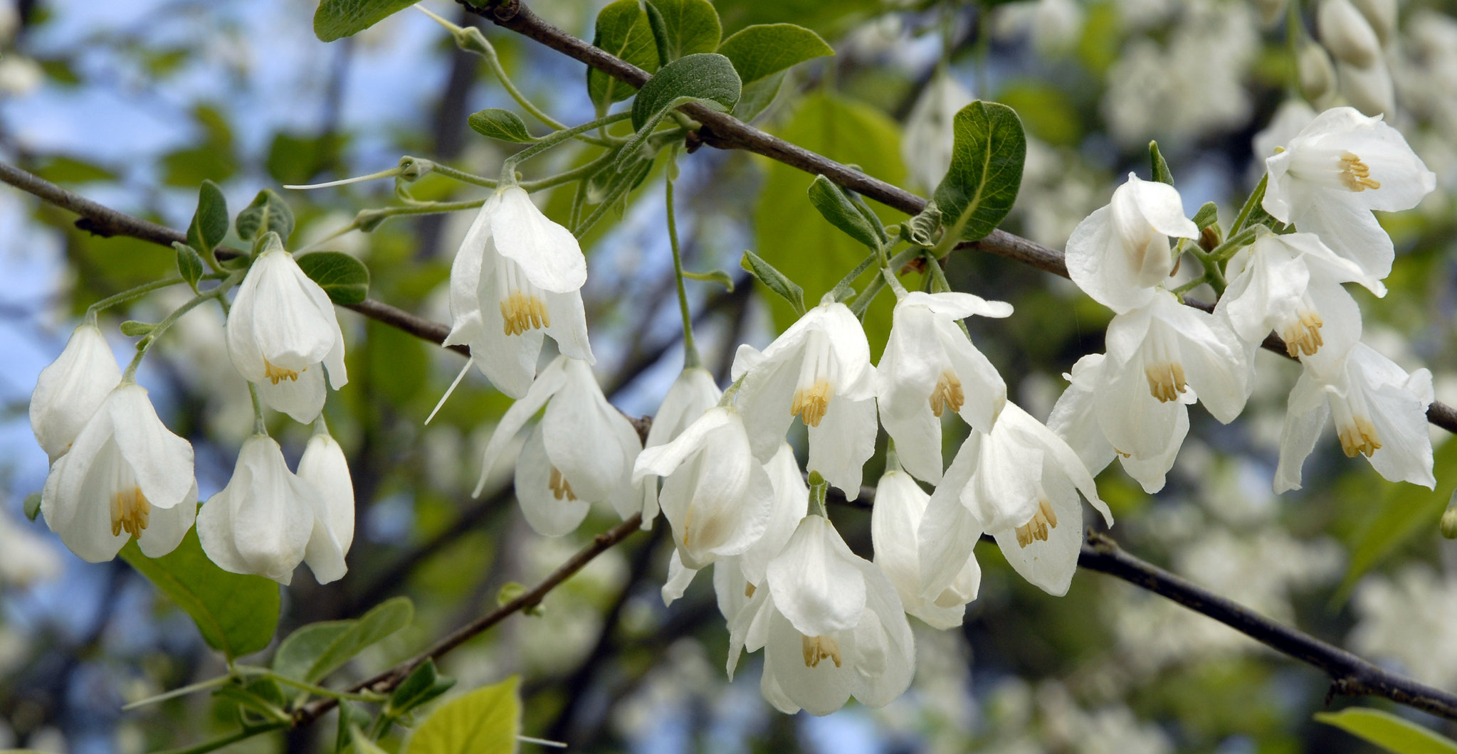 Flowering trees brighten Mobile's spring | AL.com