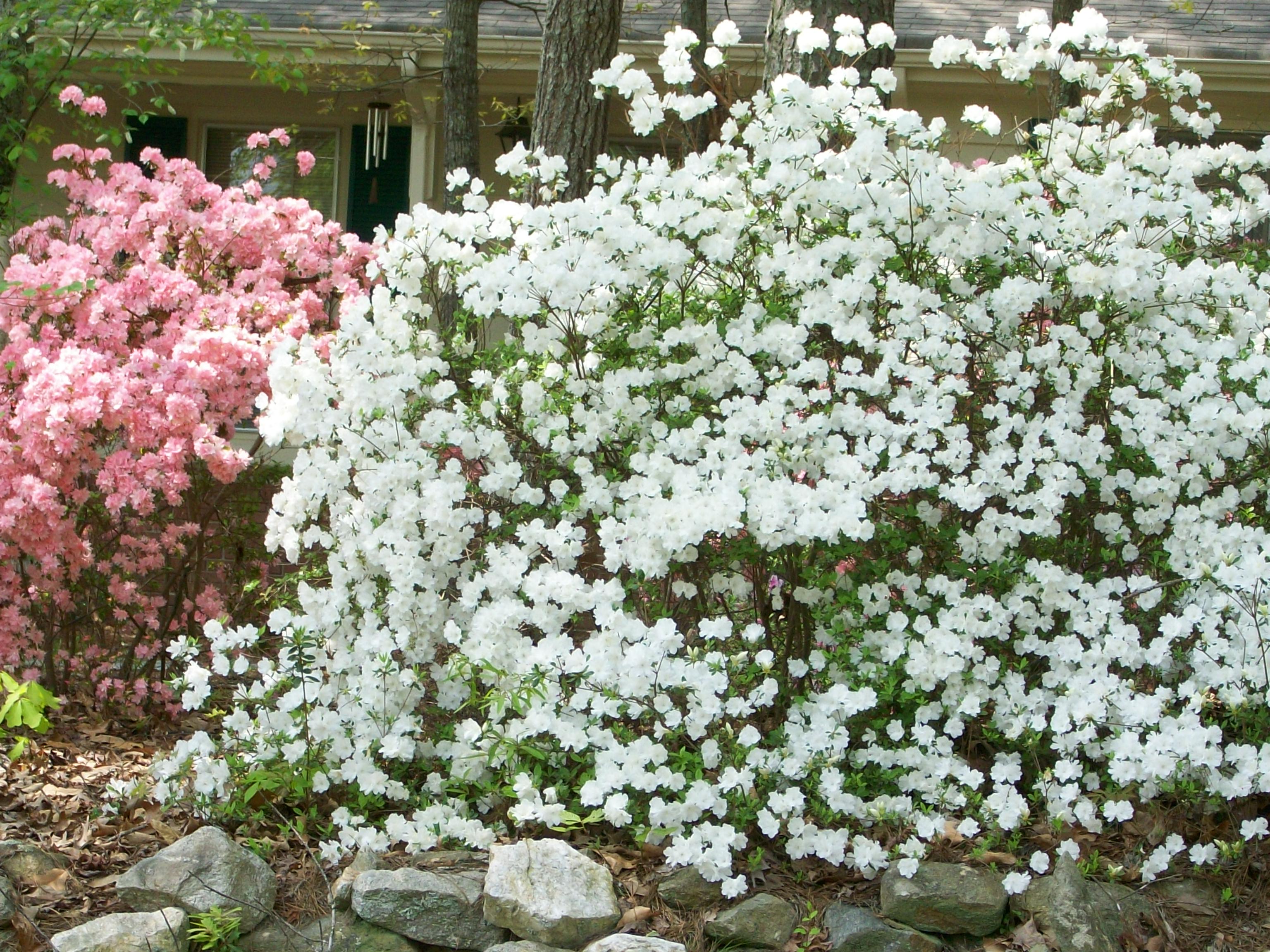 Beautiful Spring Flowers Blooming in Georgia” (By: Michele Babcock ...