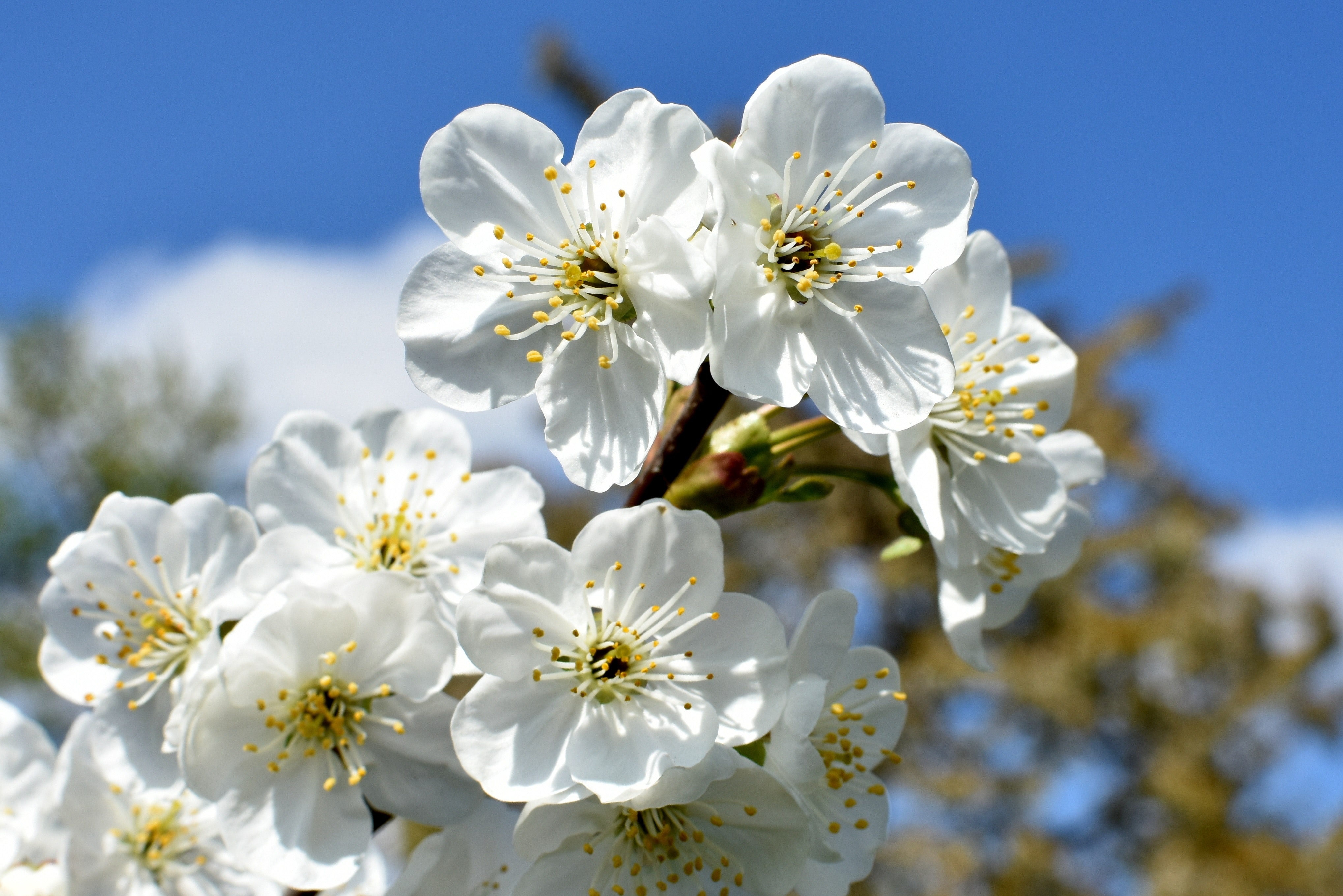 Close Up Photo of White Flower · Free Stock Photo