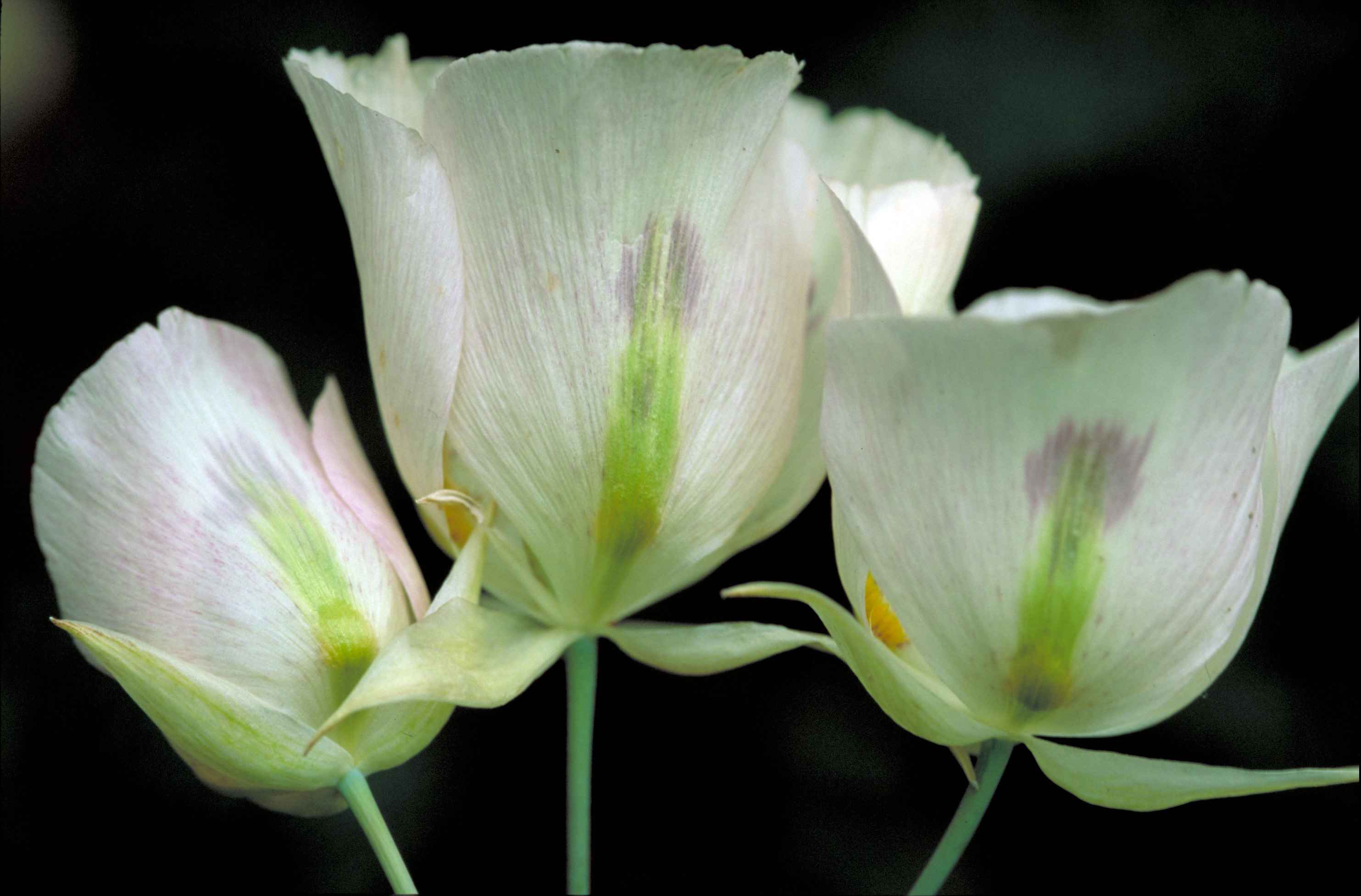 File:Close up of delicate sego lily pinkish white blossoms flower ...