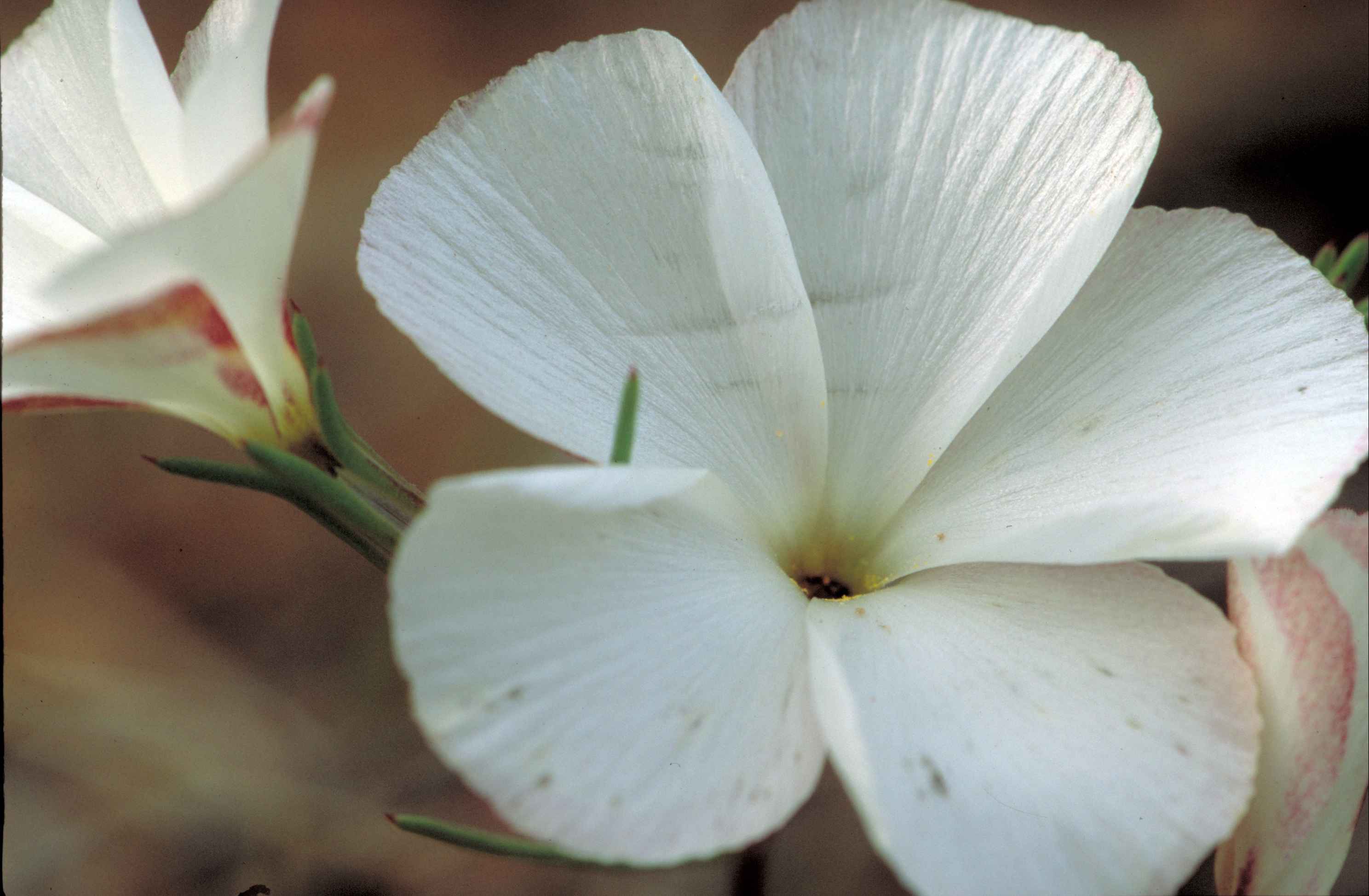 Free picture: white flower, plant, petals, up-close, linanthus ...