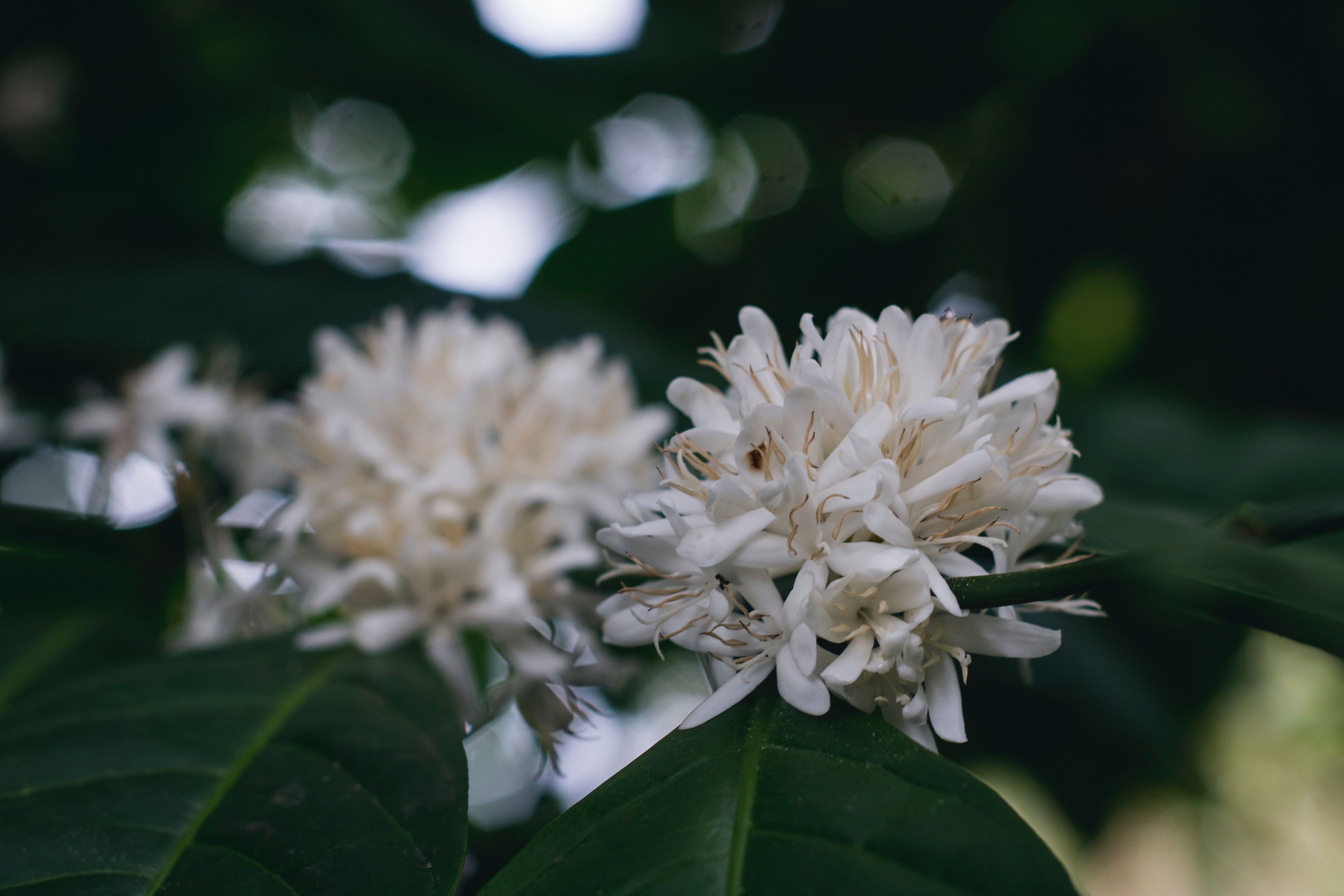 White flower in shallow focus lens photo