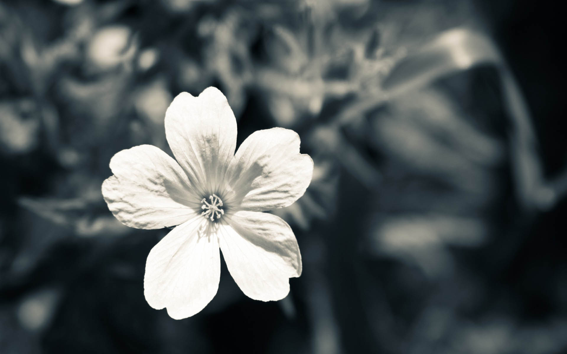 White flower / 1900 x 1200 / Macro / Photography | MIRIADNA.COM