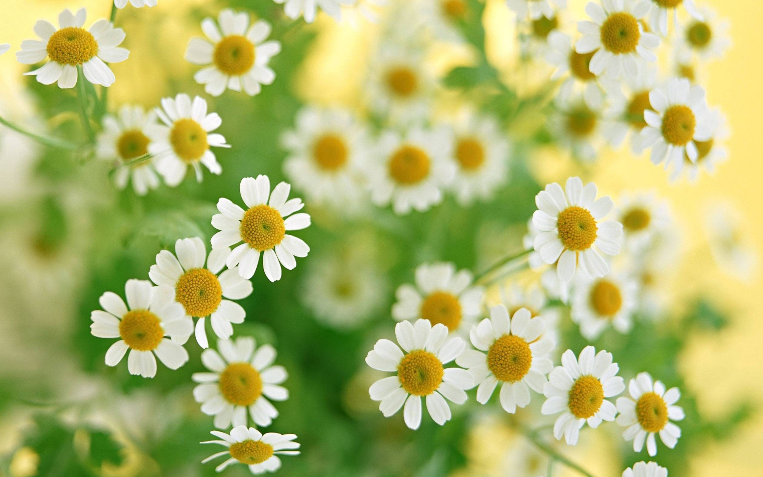 2K picture of beautiful white flowers for pc | Blooms | Pinterest ...