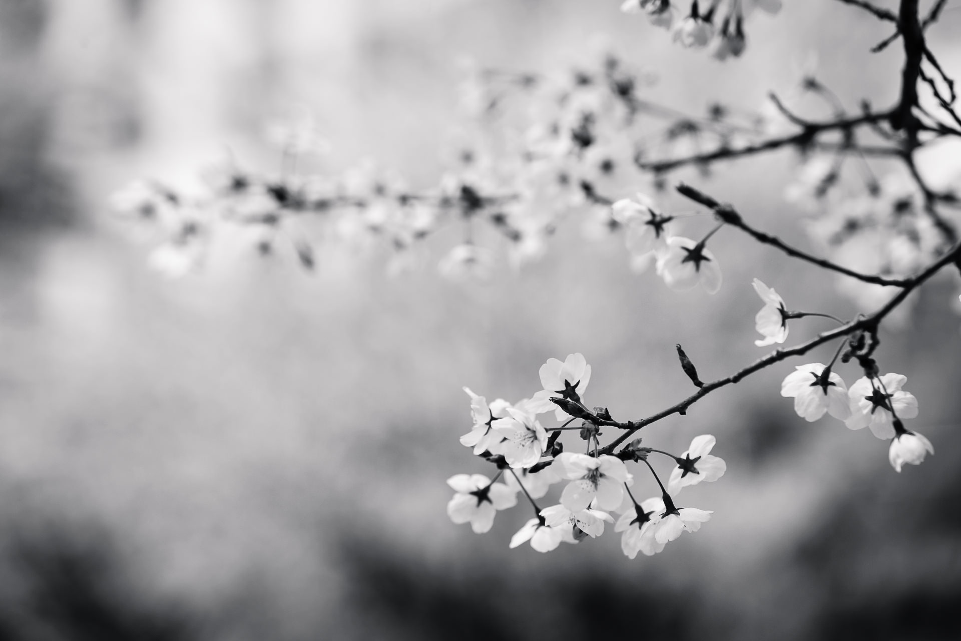 Free Images : tree, branch, winter, black and white, plant, sunlight ...