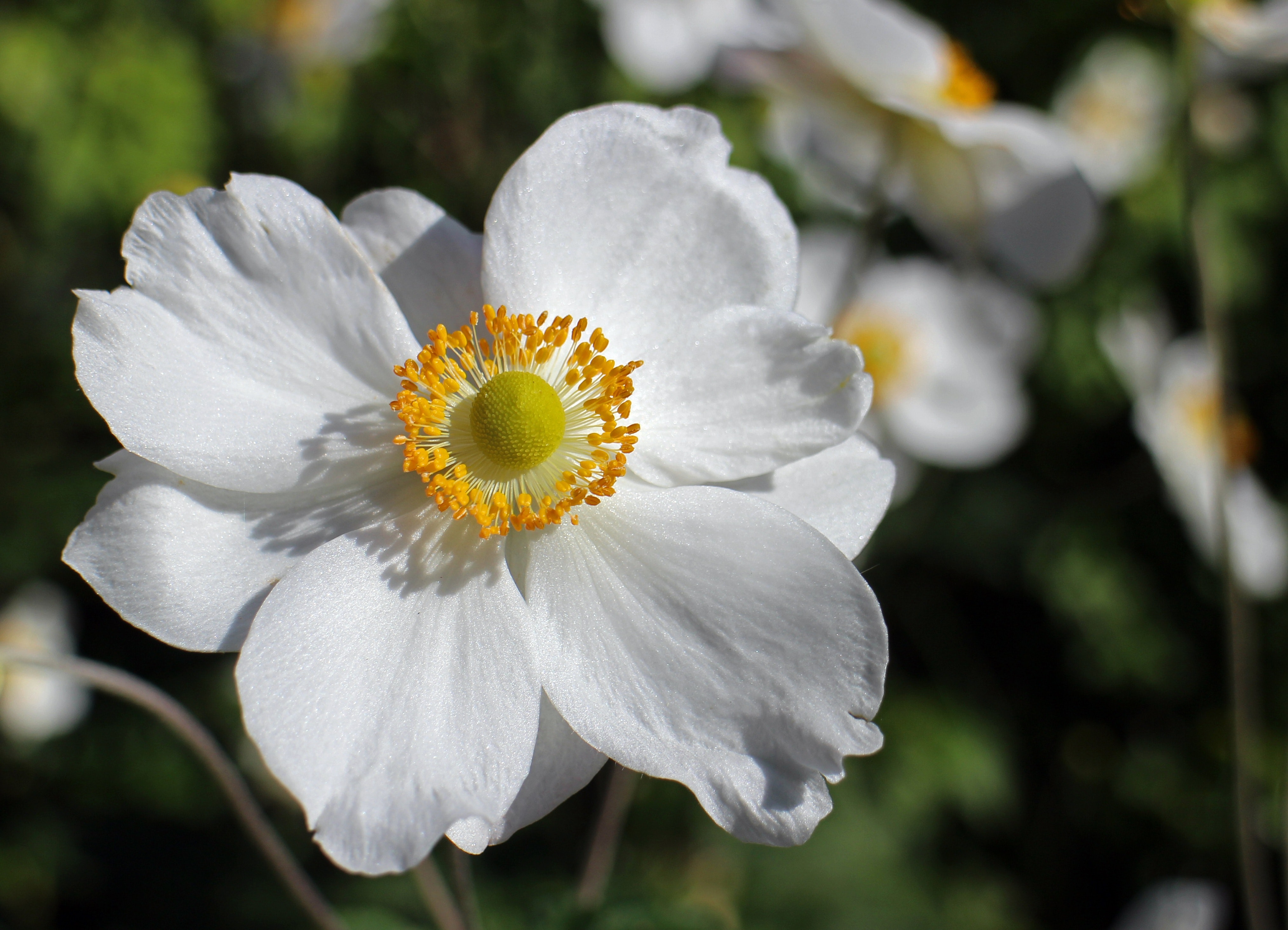 White flower with yellow center photo
