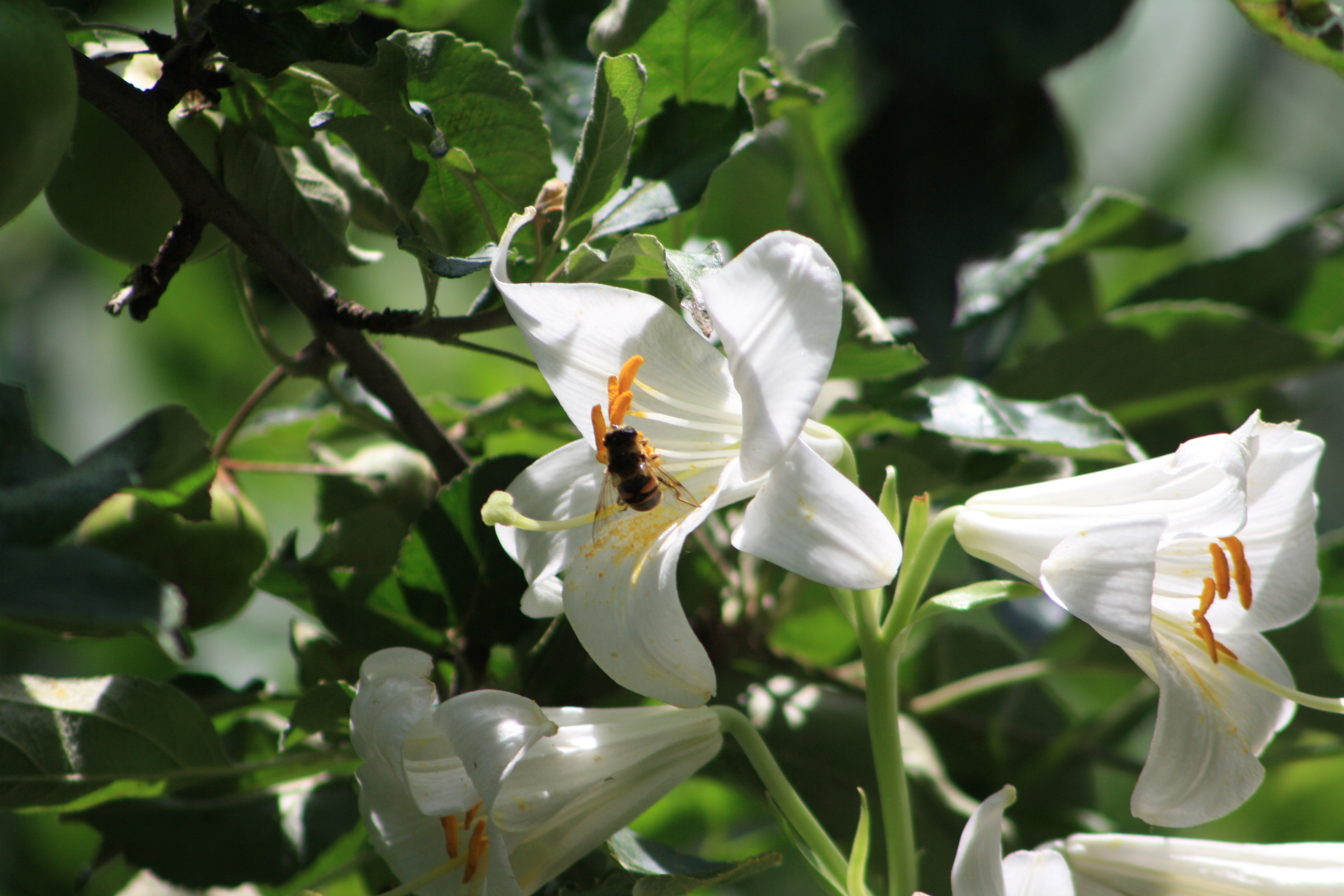 White flowers, Bee, Flowers, White, HQ Photo