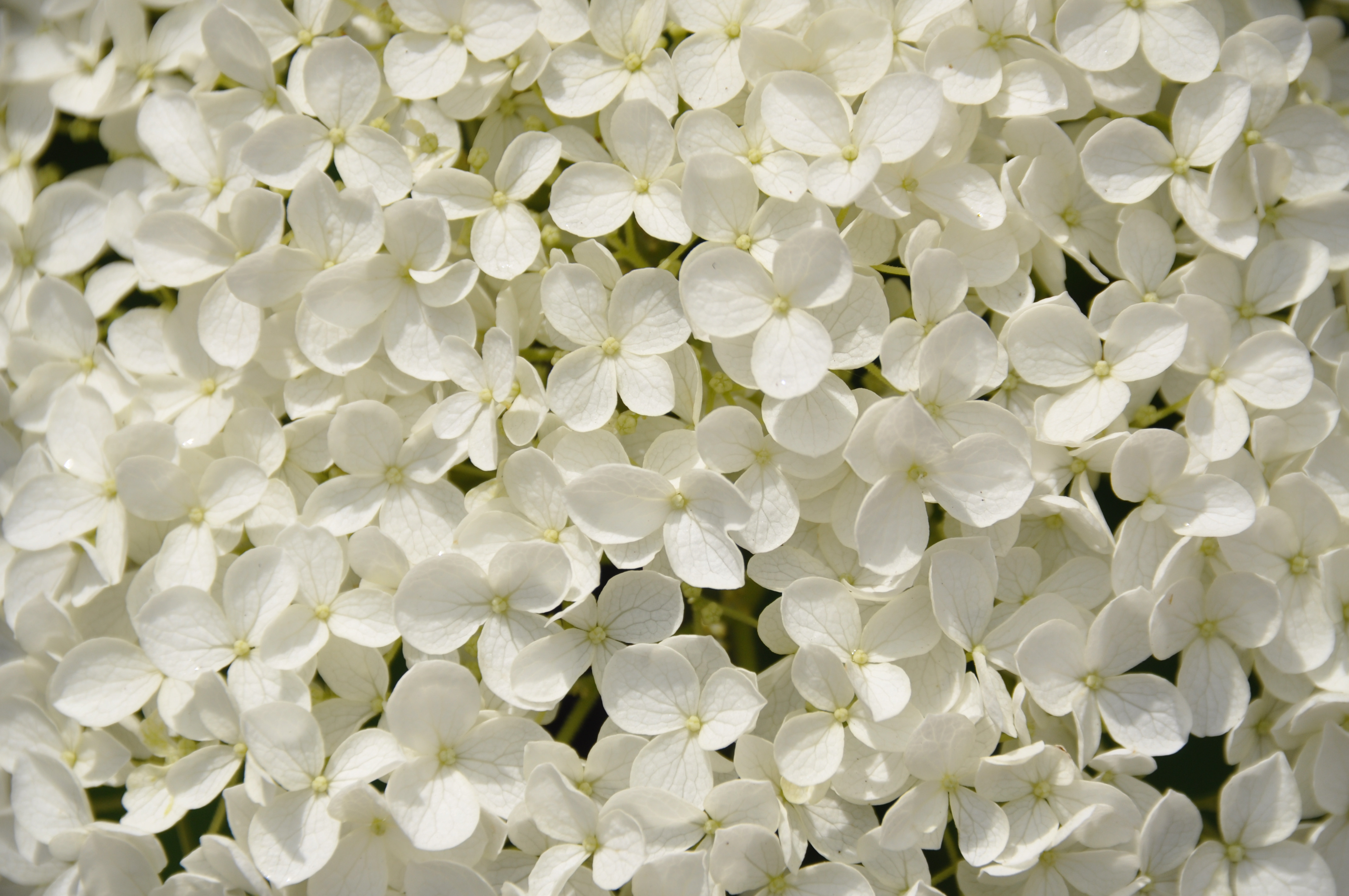 White Flowers Google Search Pinterest Lively Images | transitionsfv