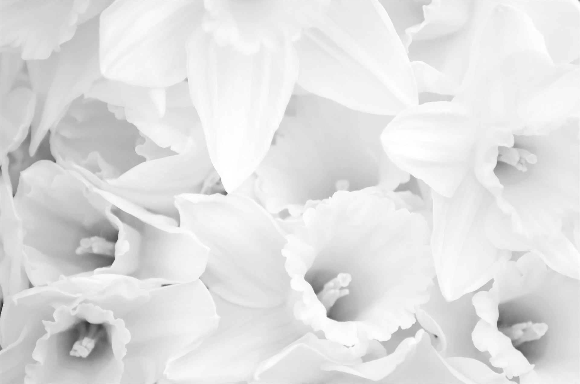 White Flowers Free Stock Photo - Public Domain Pictures