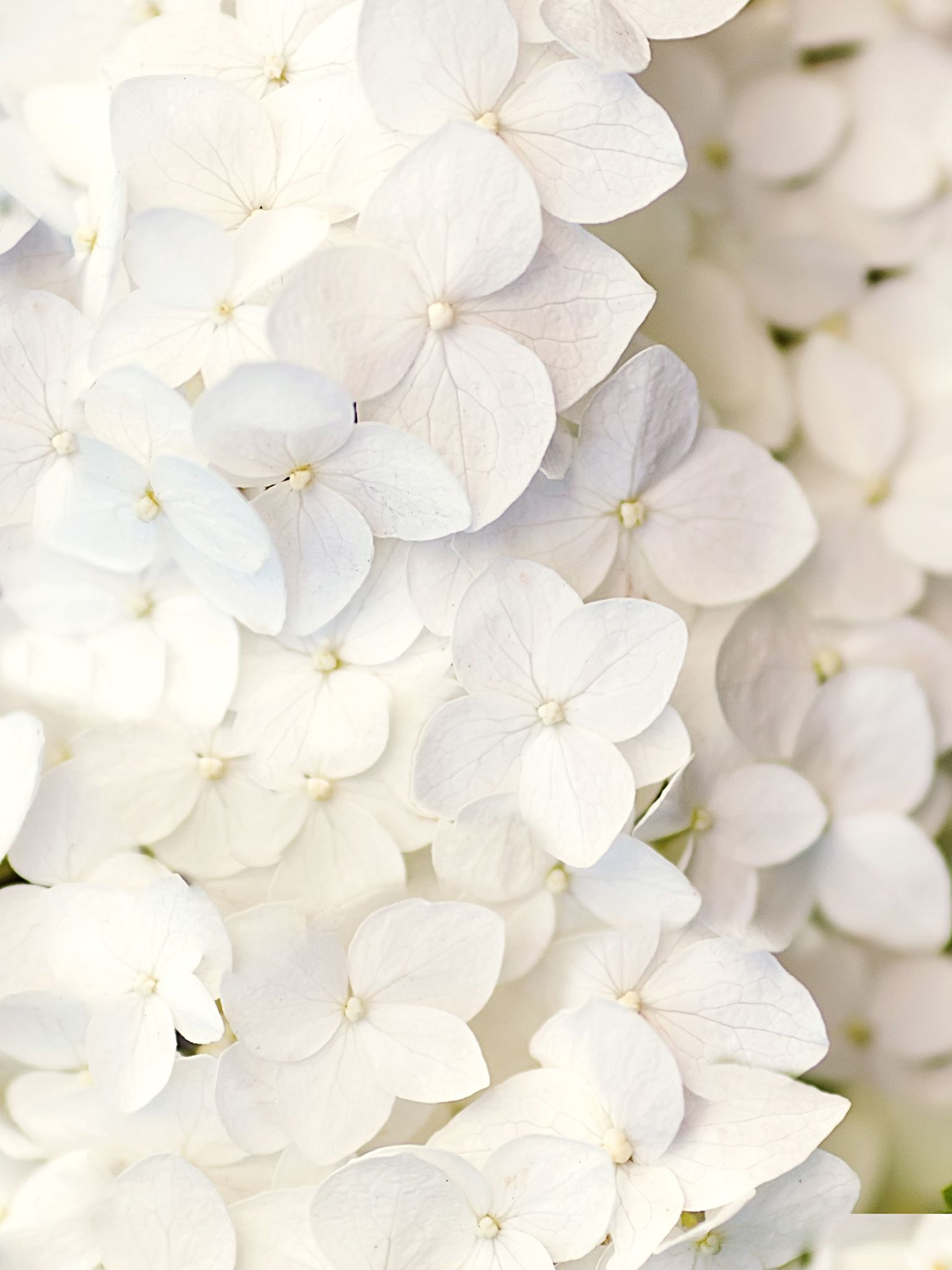 White flowers | WALLPAPER | Pinterest | White flowers, Flowers and ...
