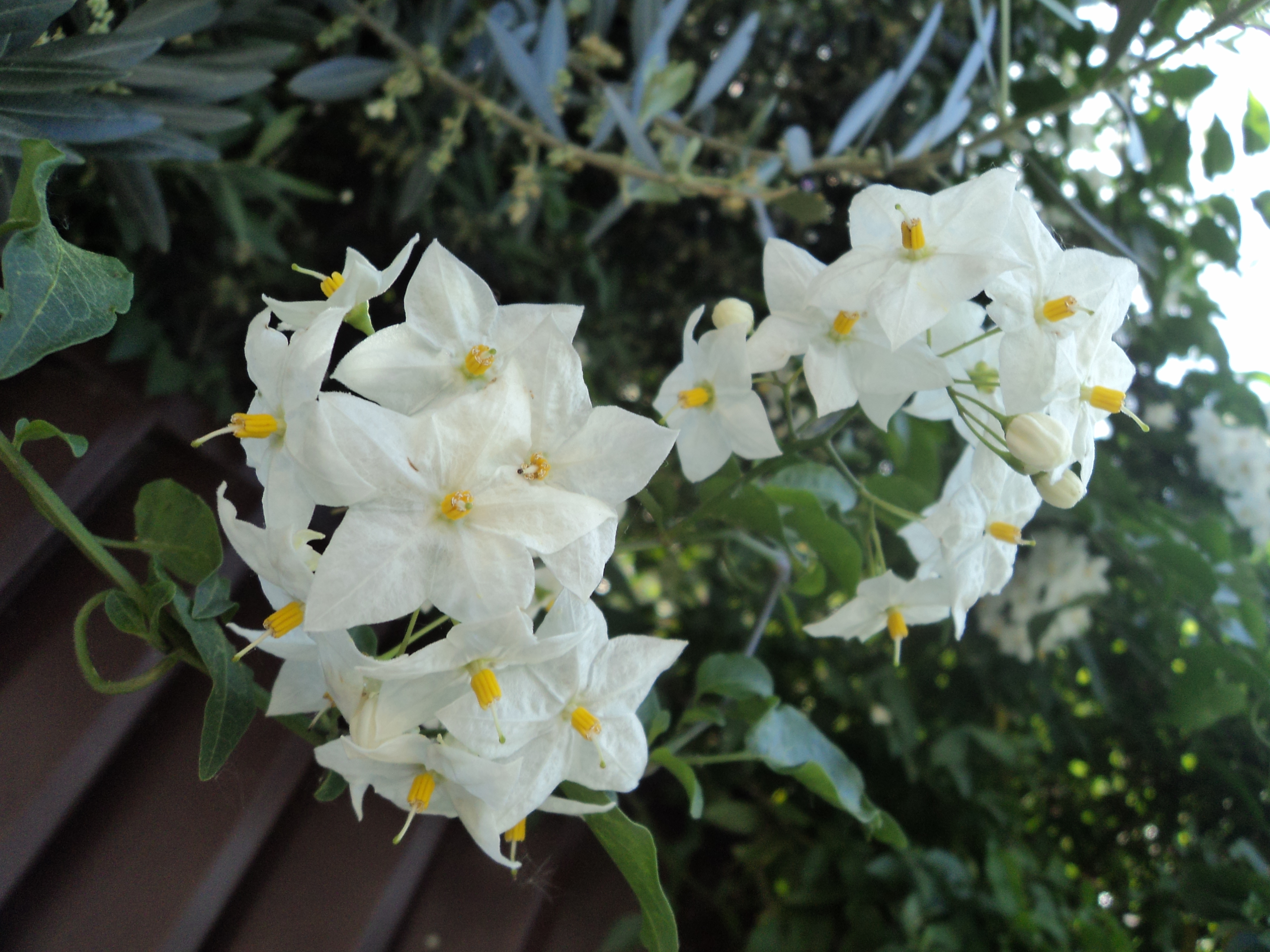 File:White flowers in Rome 10.JPG - Wikimedia Commons