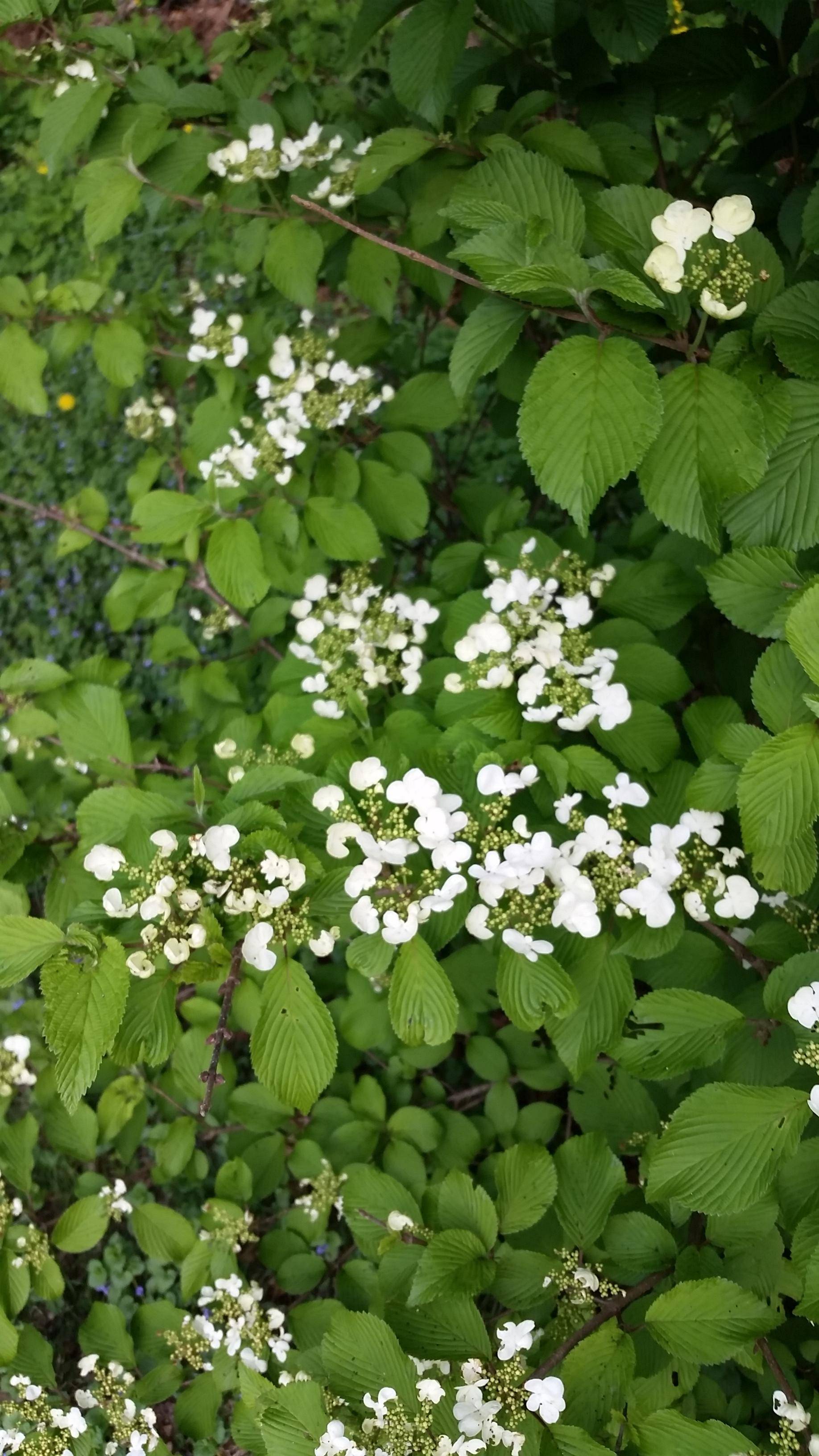 identification - What is this shrub with clumps of small white ...