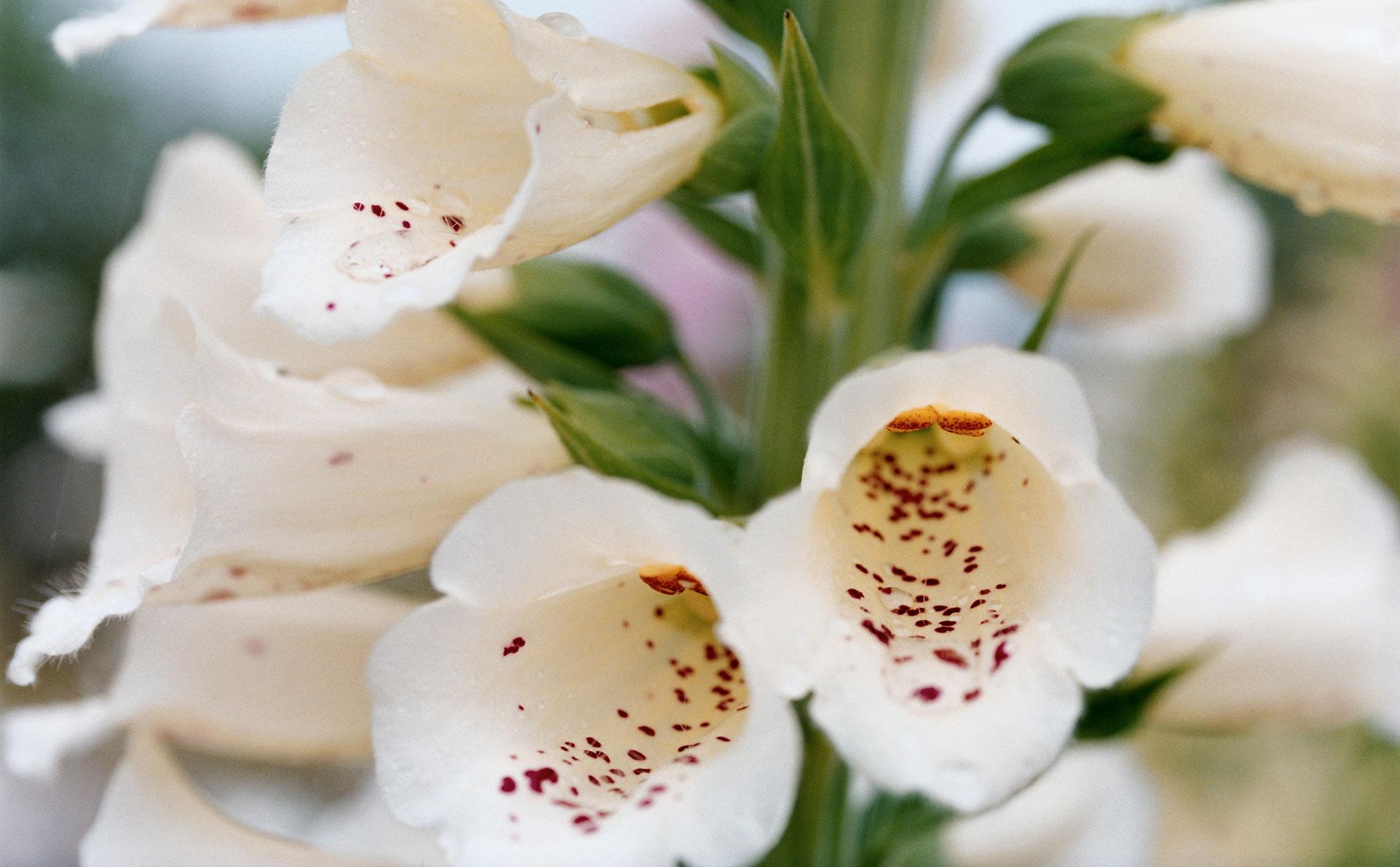 Amazing Rare White Flowers Images - Wedding and flowers ispiration ...