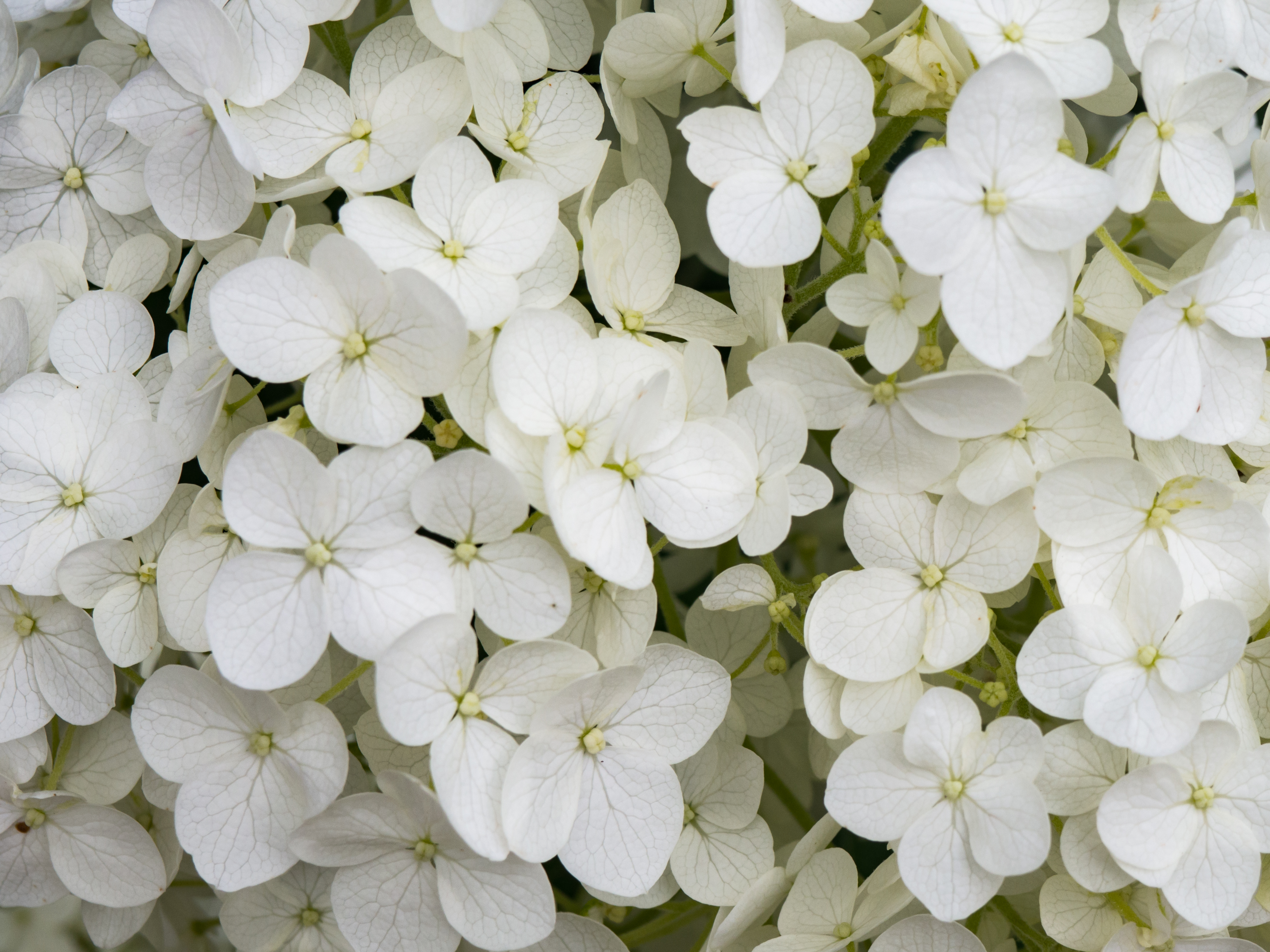 White Flowers – MMT