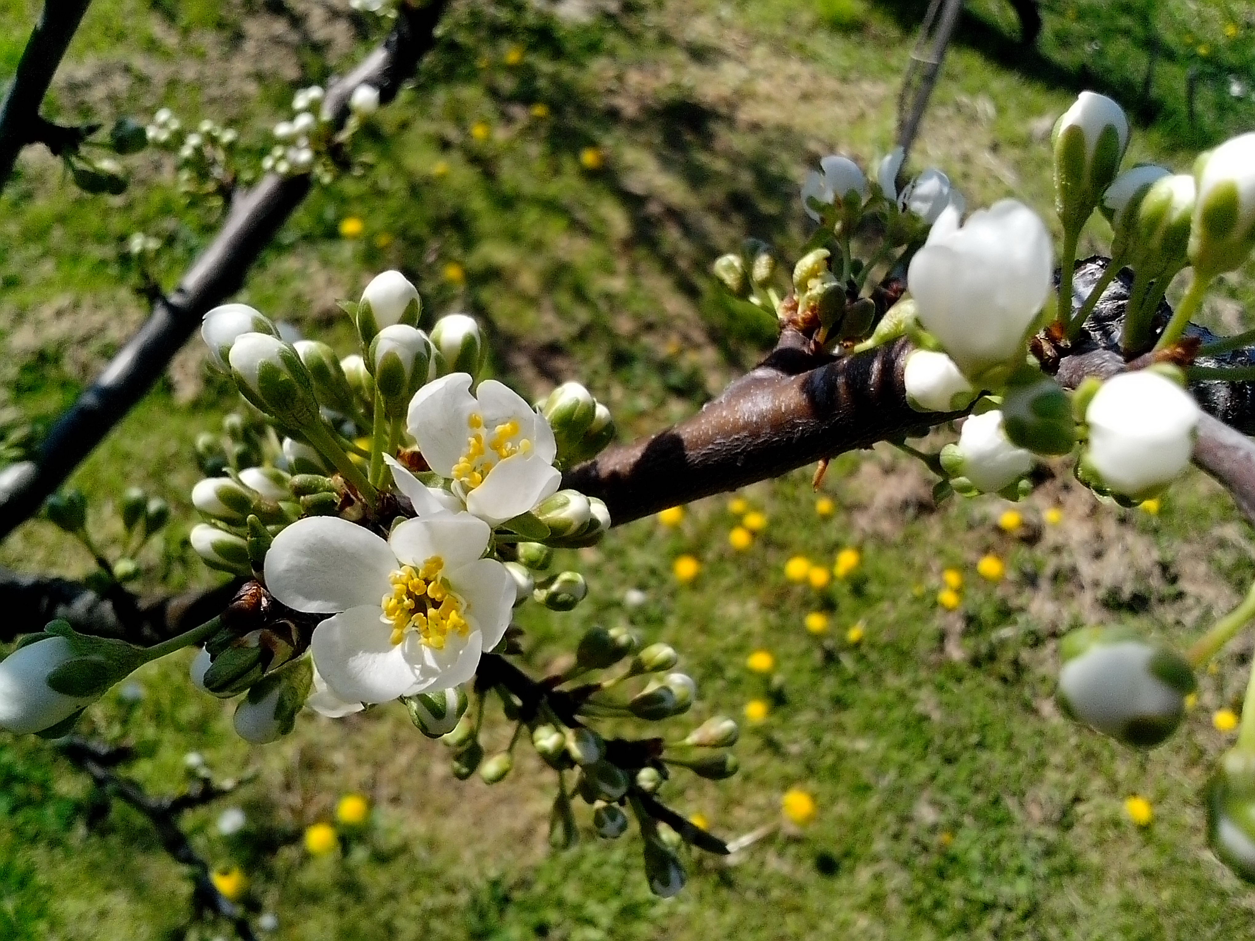 Free picture: white flowers, petals, branch, spring time