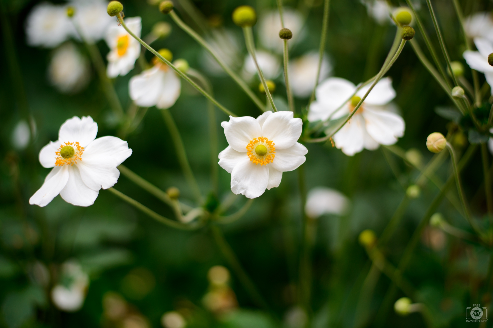 White Flowers Background - High-quality Free Backgrounds