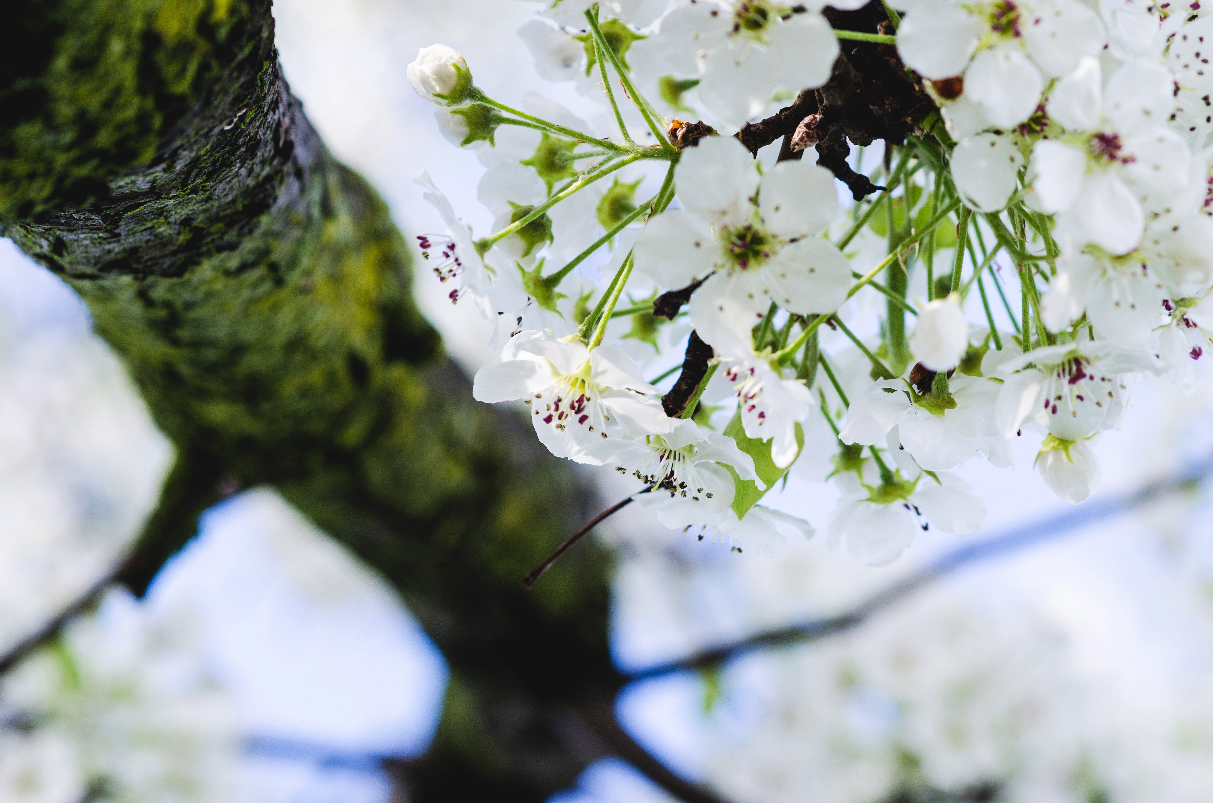 White Flowers on tree in Trenton, New Jersey image - Free stock ...
