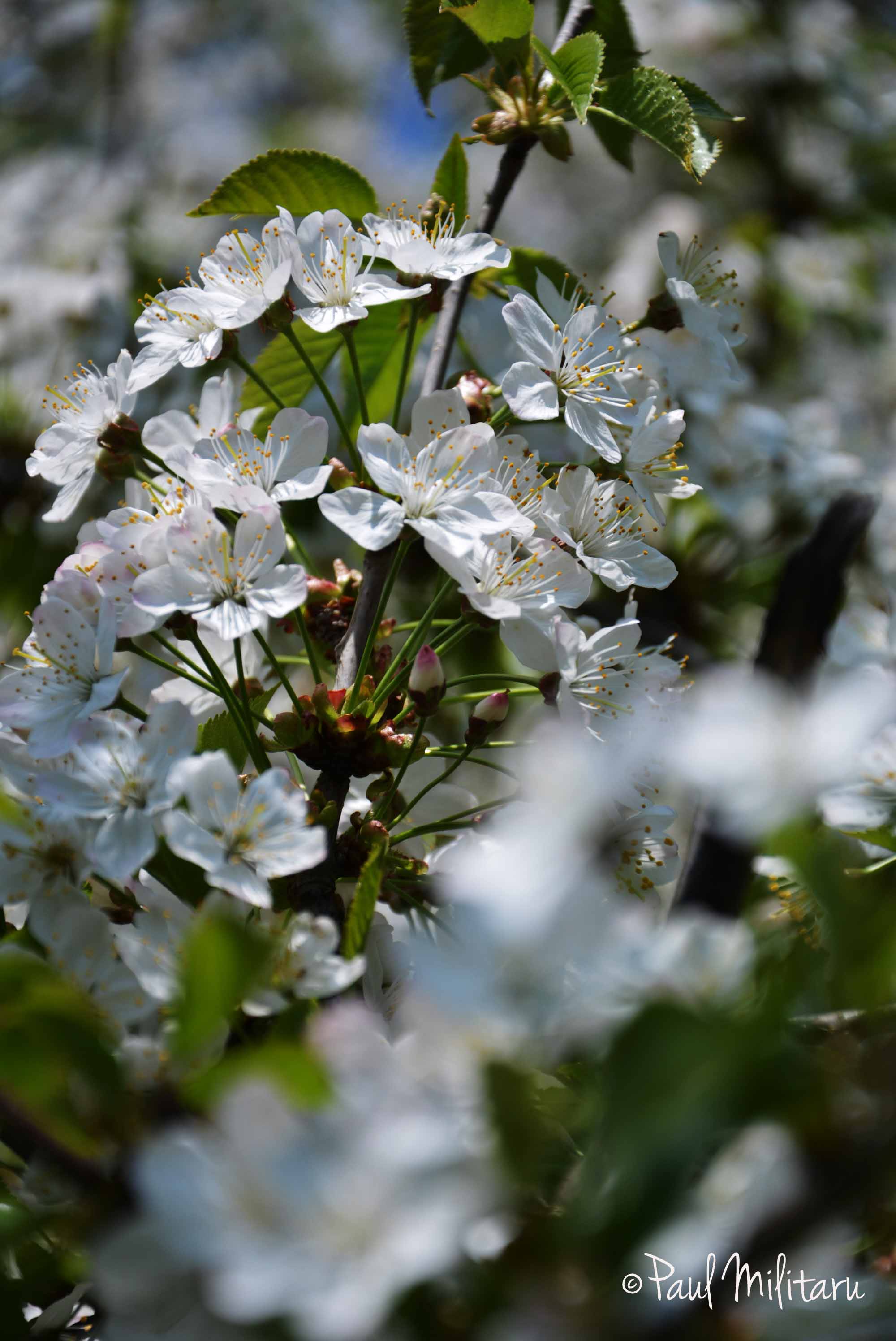tree white flowers | Paul Militaru