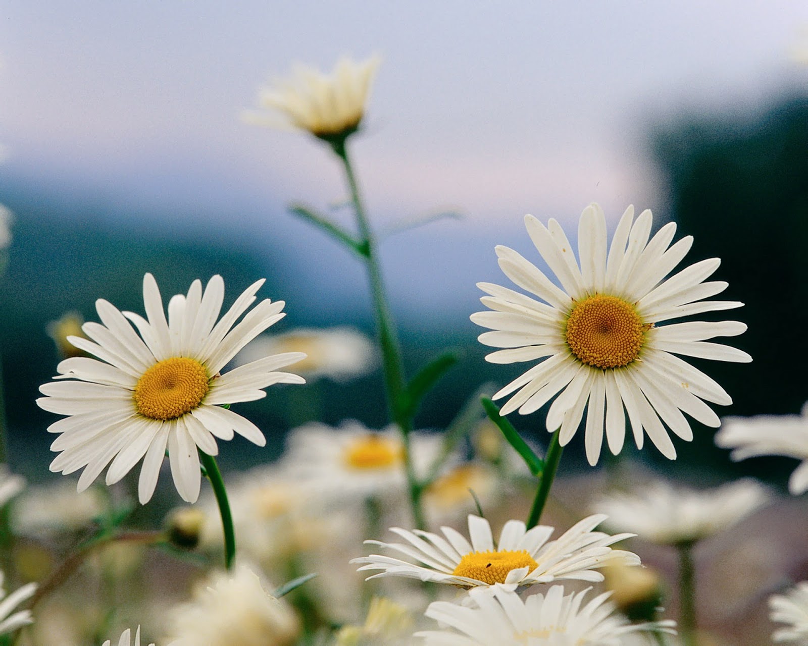 flowers for flower lovers.: Beautiful white flowers wallpapers.