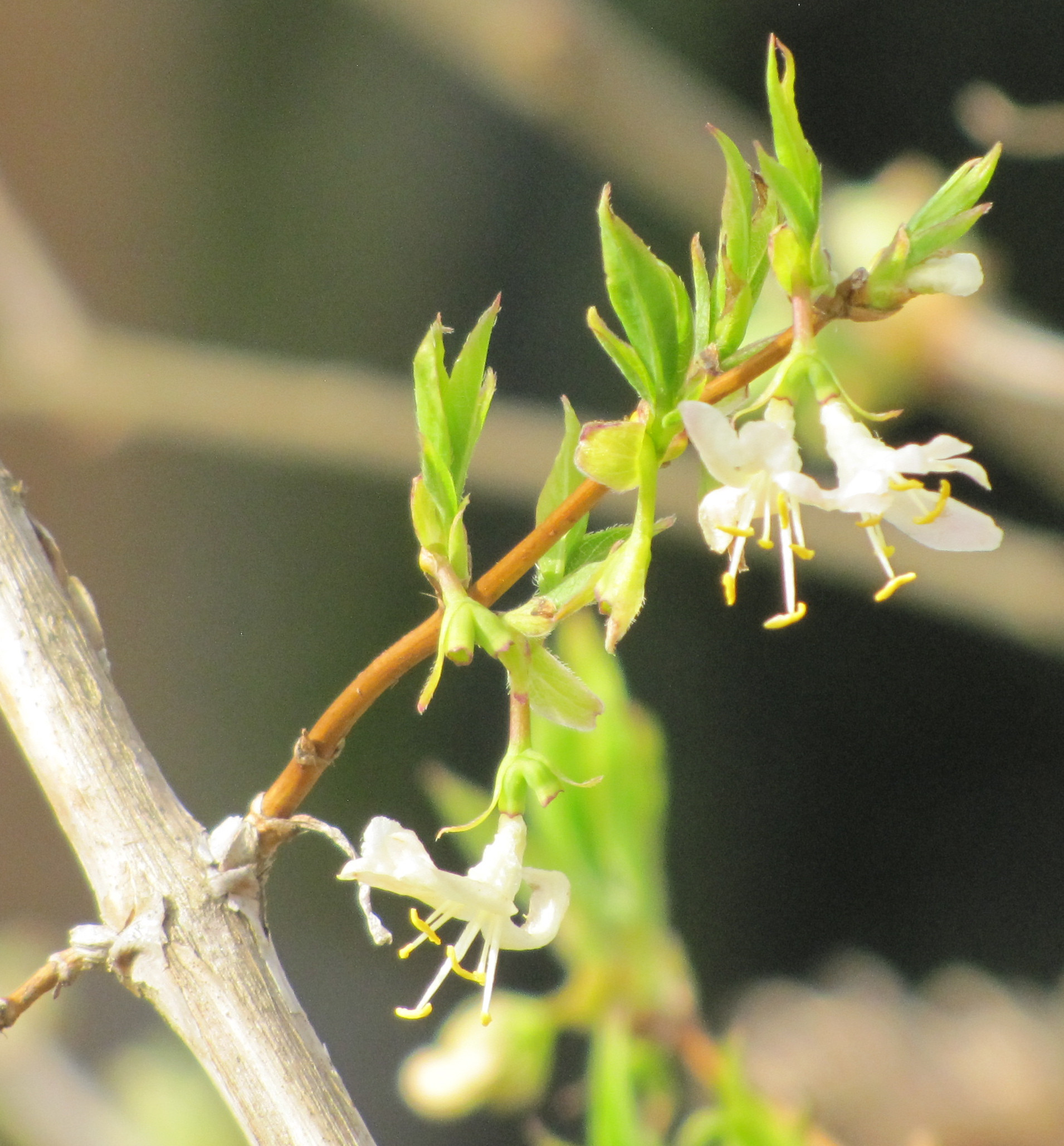 identification - Shrub with white flowers and lemon-jasmine scent ...