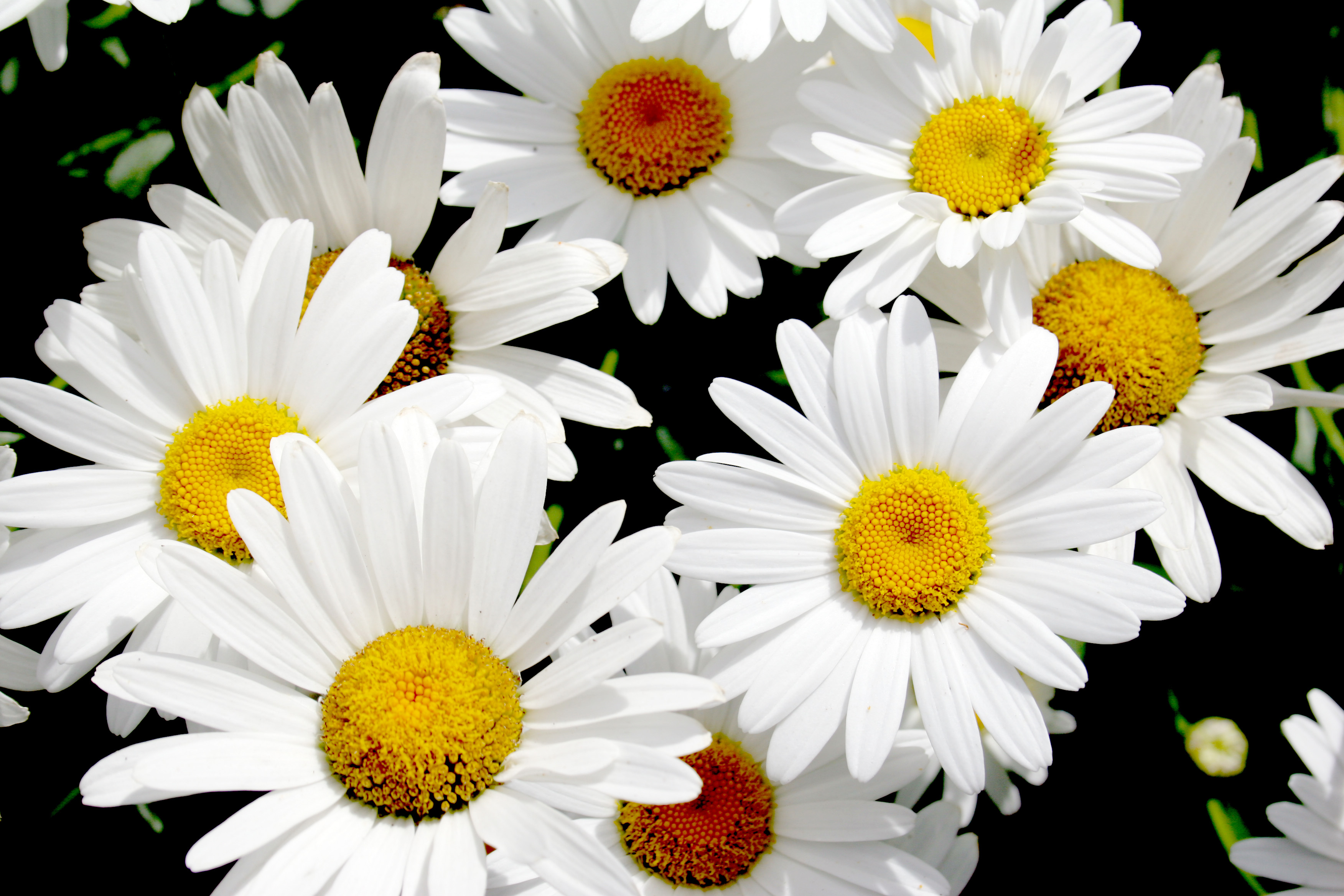 Popular white blooms - Flower PressFlower Press