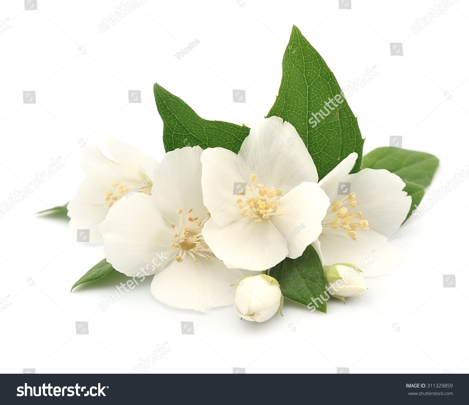 White Flowers Jasmine On White Stock Photo (Download Now) 311329859 ...