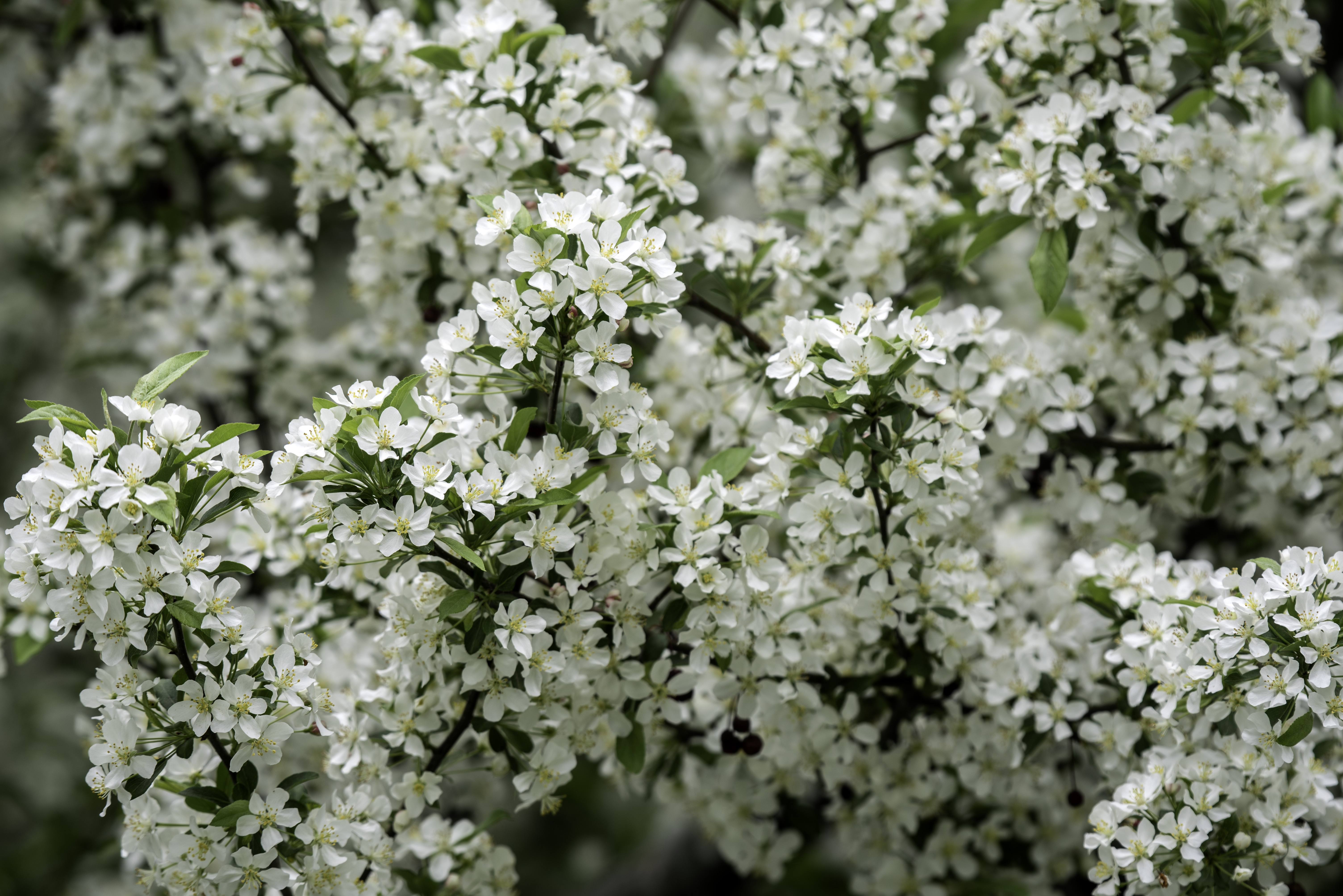 White flowers on branches image - Free stock photo - Public Domain ...