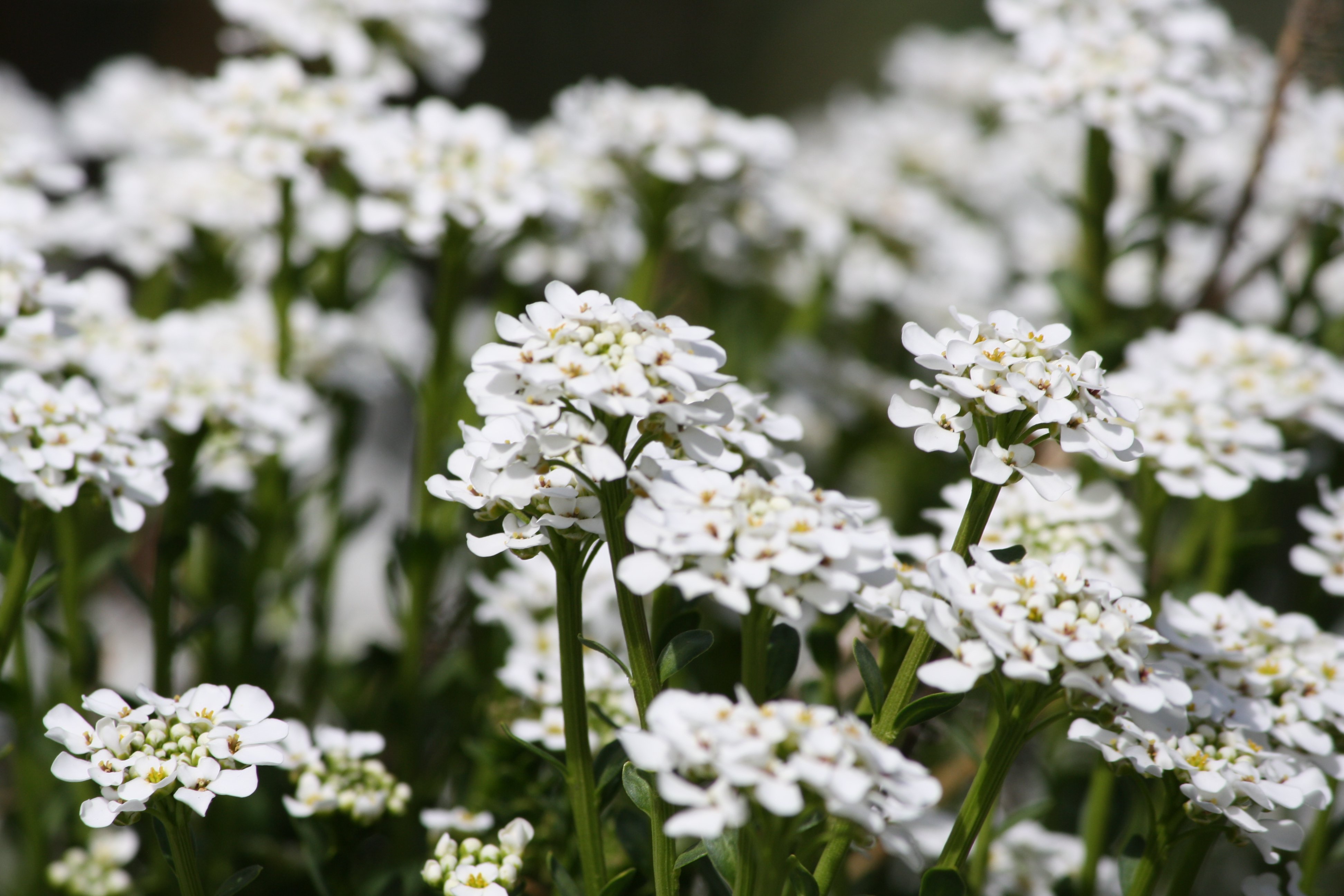 Sweet Alyssum White Flowers Picture | Free Photograph | Photos ...